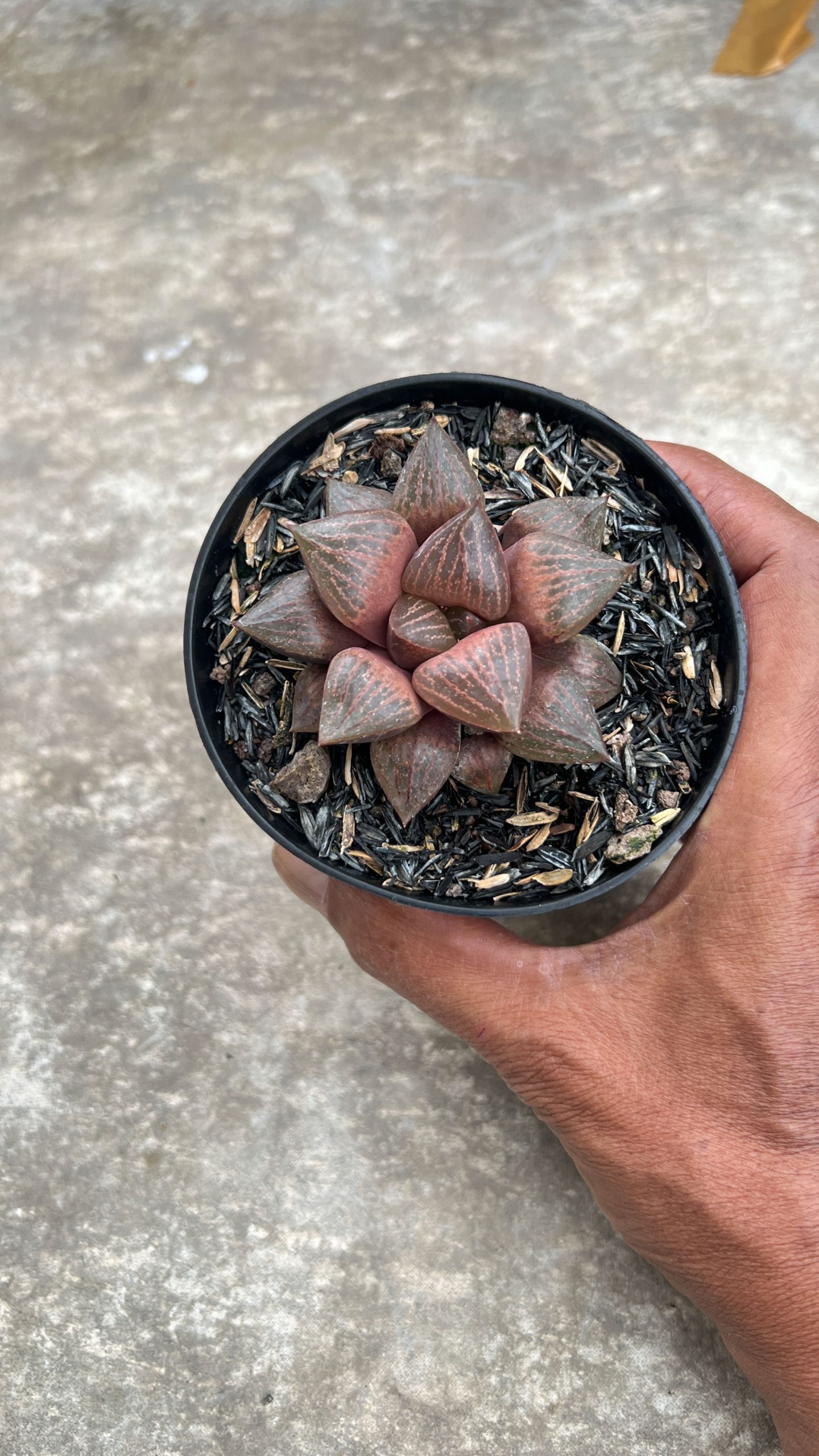 1409. Haworthia Compton Hybrid - Image 2