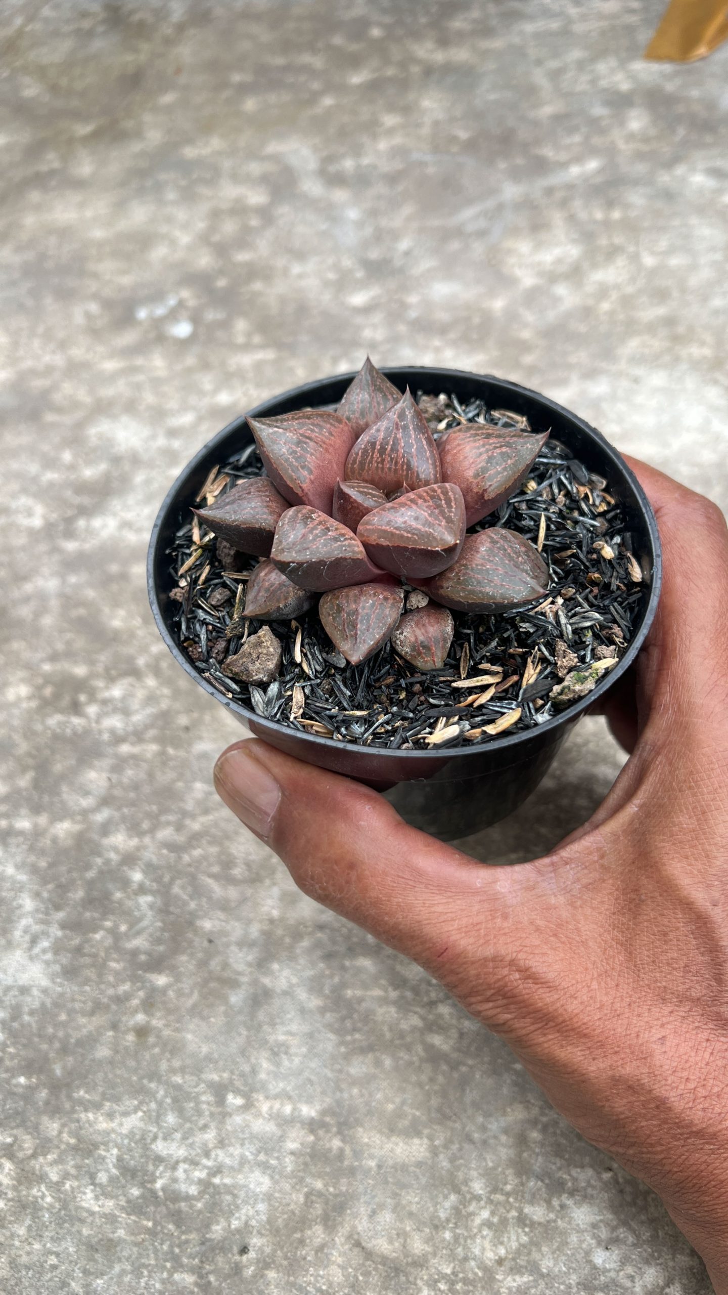 1409. Haworthia Compton Hybrid - Image 3