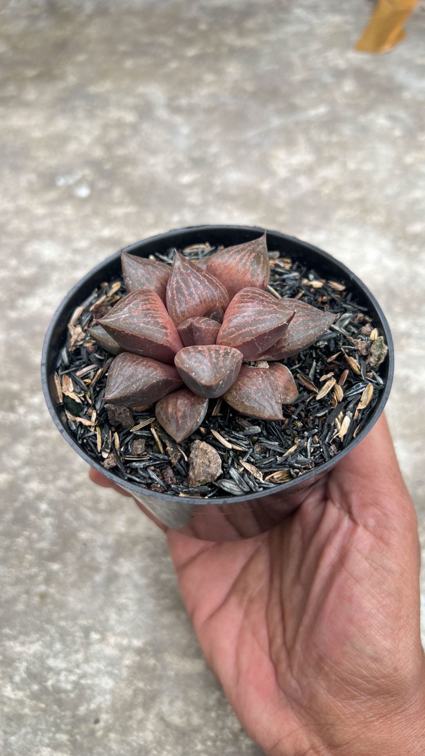 1409. Haworthia Compton Hybrid - Image 4