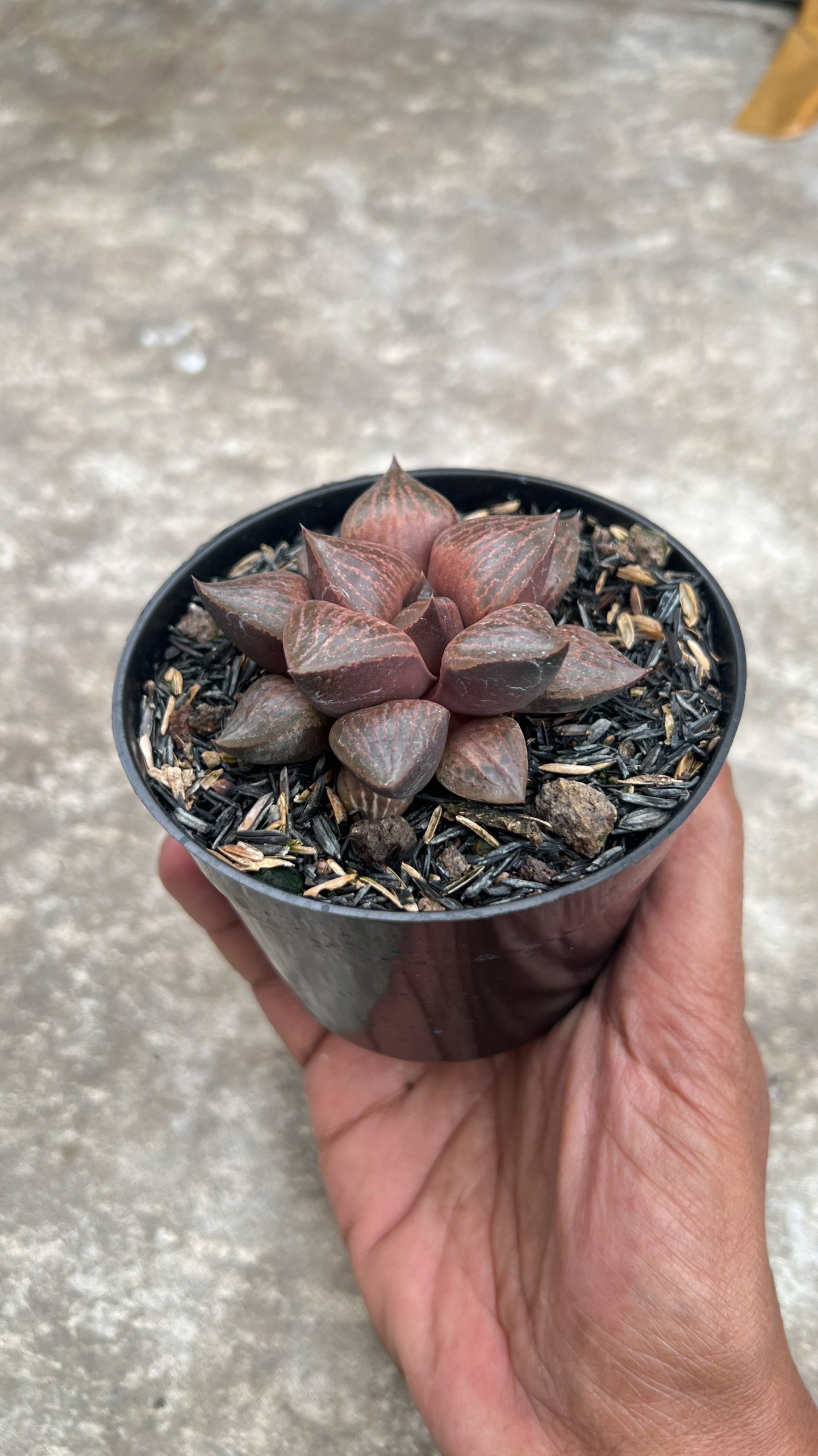 1409. Haworthia Compton Hybrid - Image 5