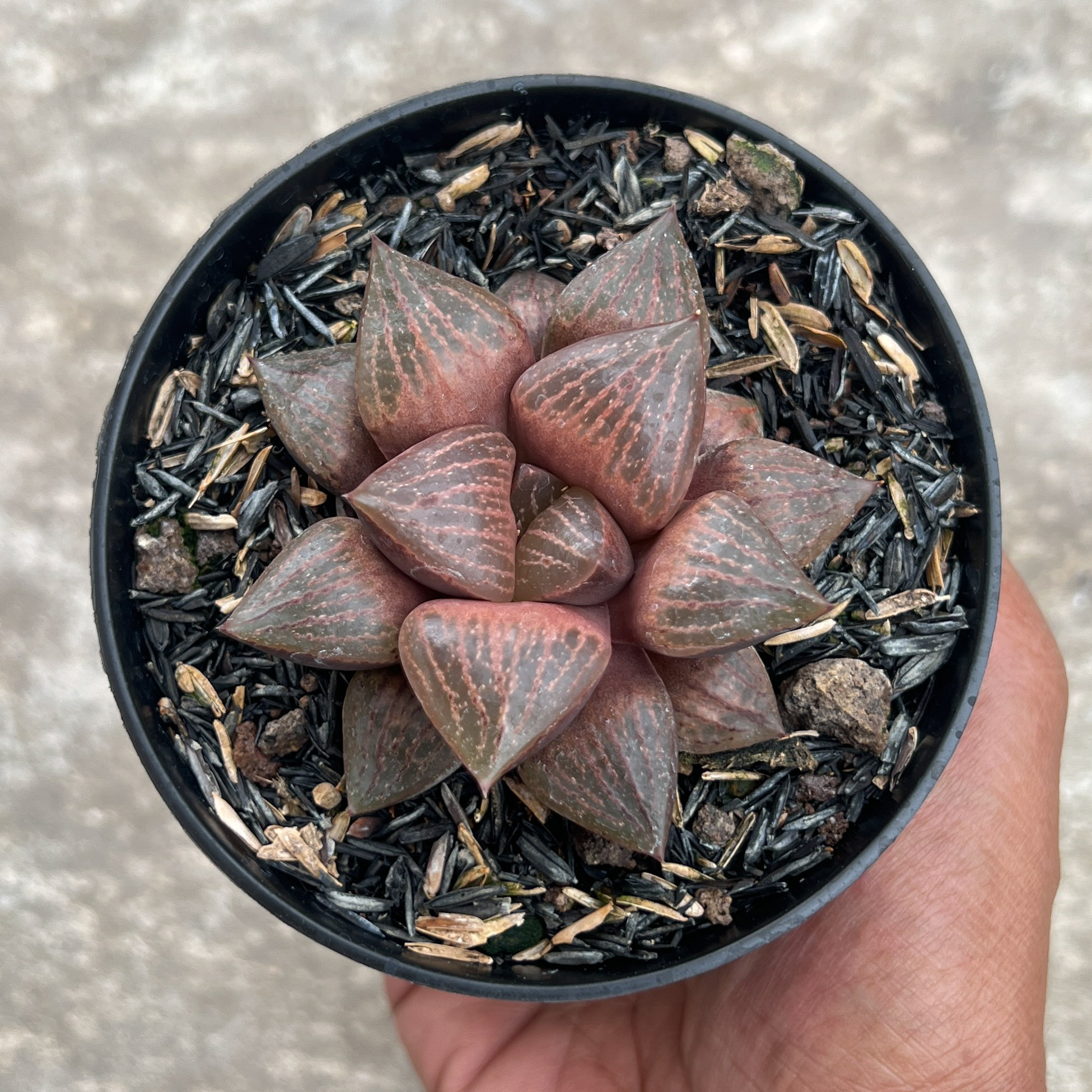 1409. Haworthia Compton Hybrid