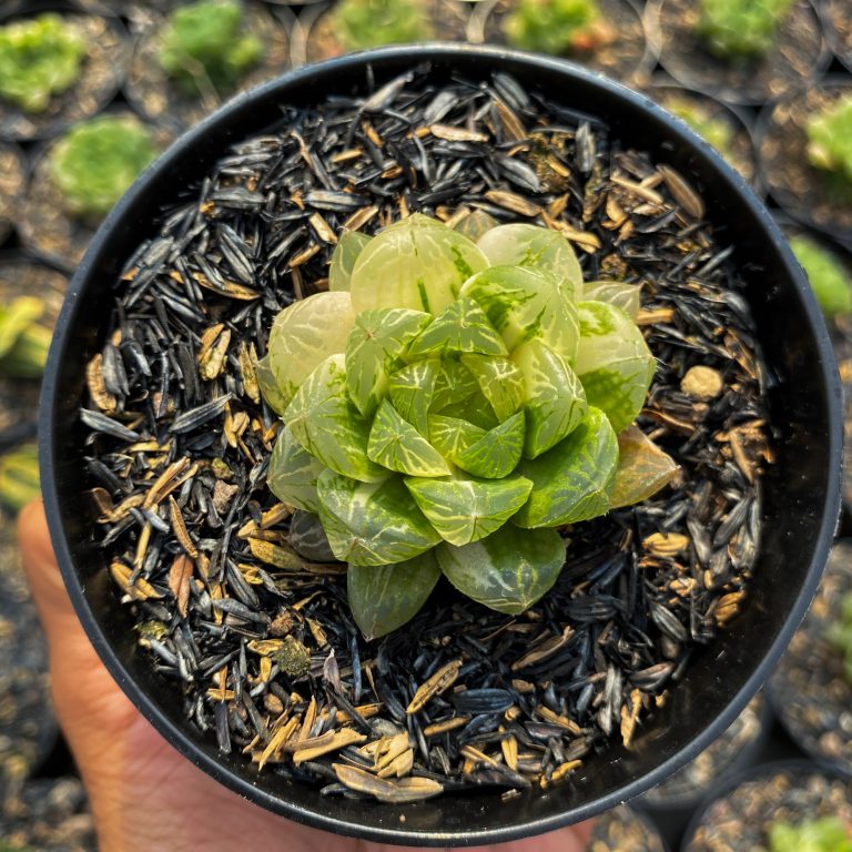 1410. Haworthia Obtusa Marin Variegated