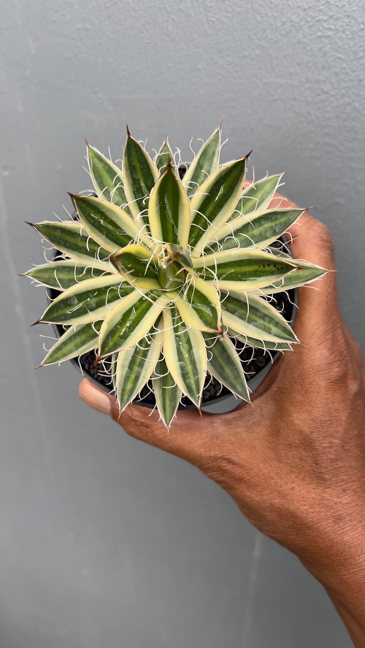 1411. Agave Filifera Marginata - Image 2