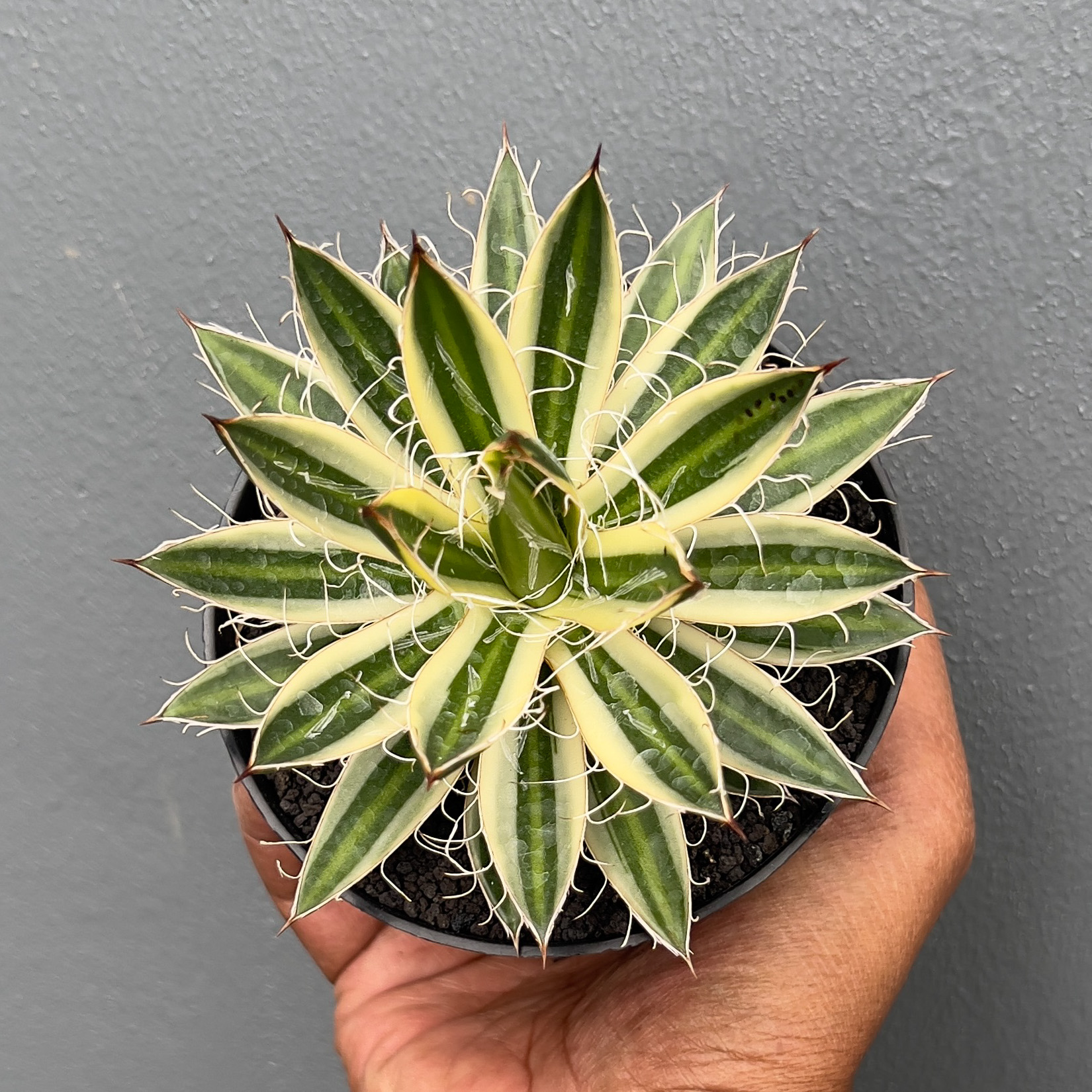 1411. Agave Filifera Marginata