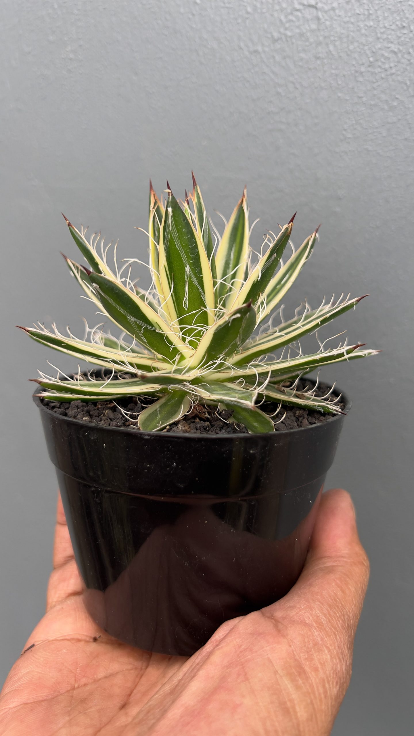 1411. Agave Filifera Marginata - Image 5