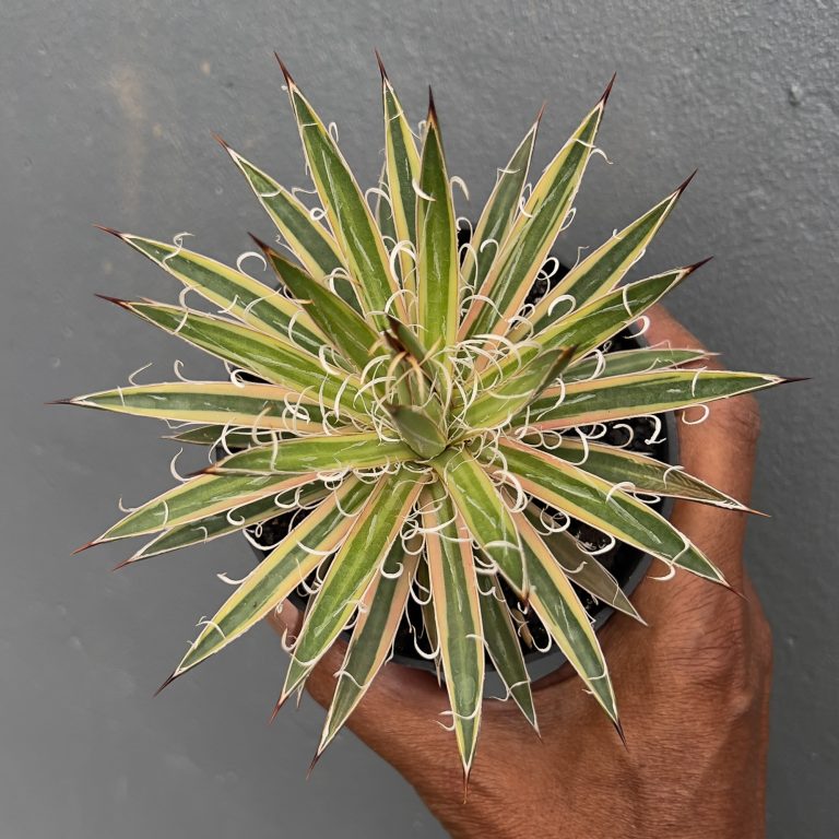 1412. Agave Leopoldii Variegated