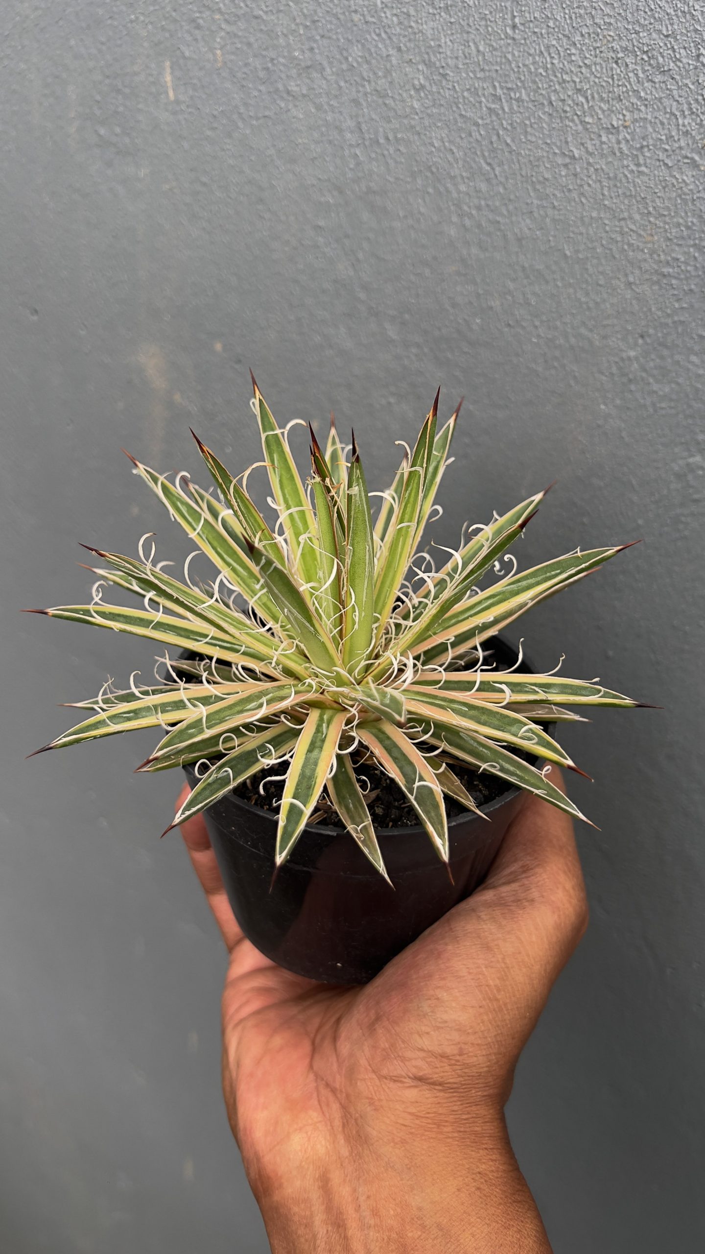 1412. Agave Leopoldii Variegated - Image 2