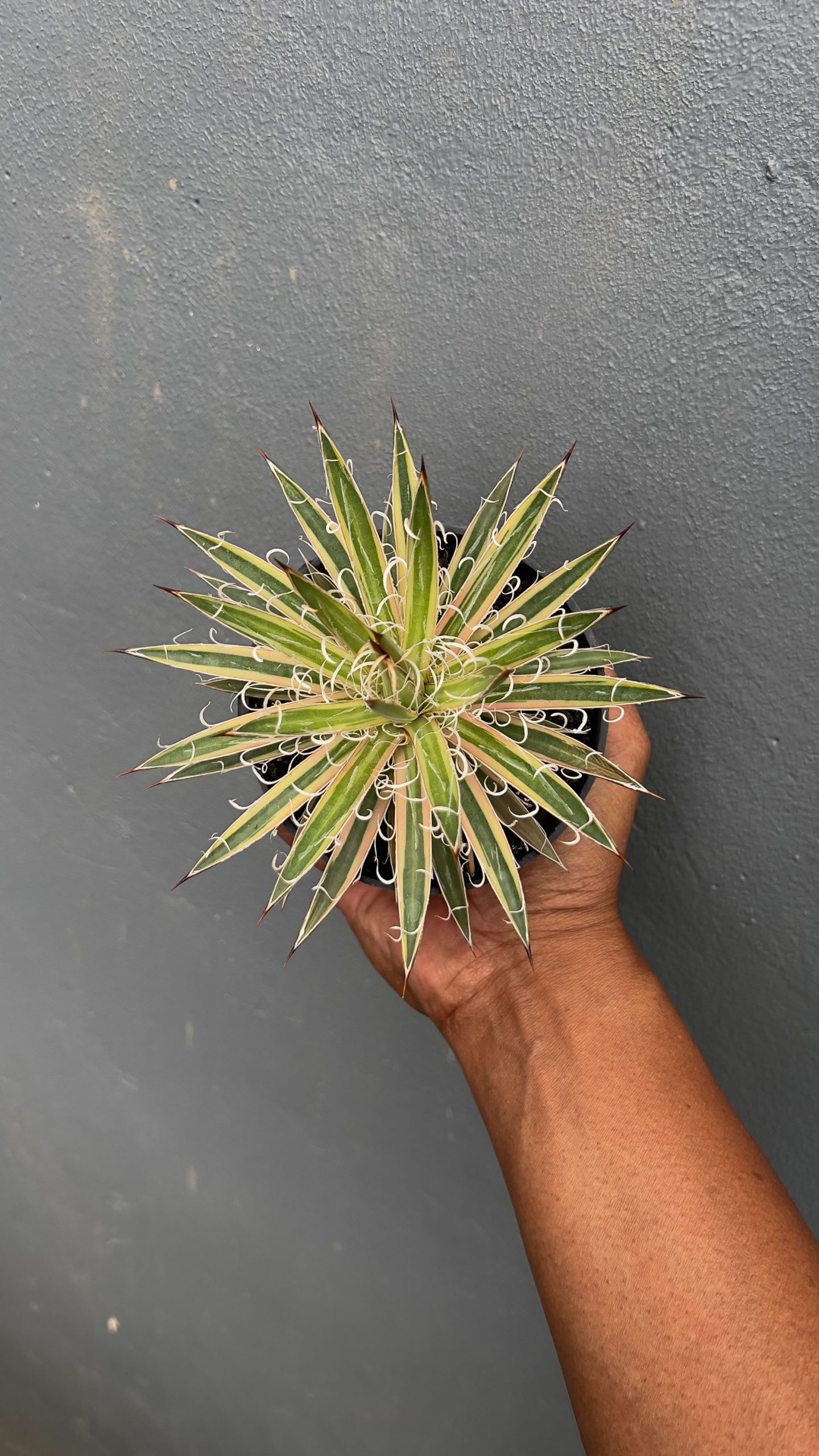 1412. Agave Leopoldii Variegated - Image 3