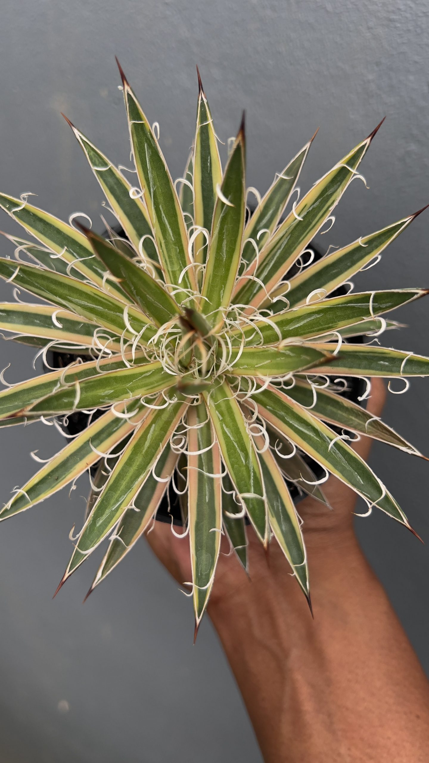 1412. Agave Leopoldii Variegated - Image 4