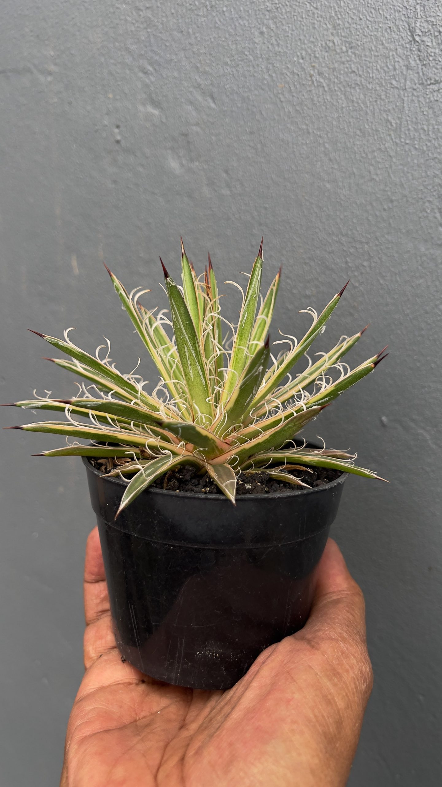 1412. Agave Leopoldii Variegated - Image 5