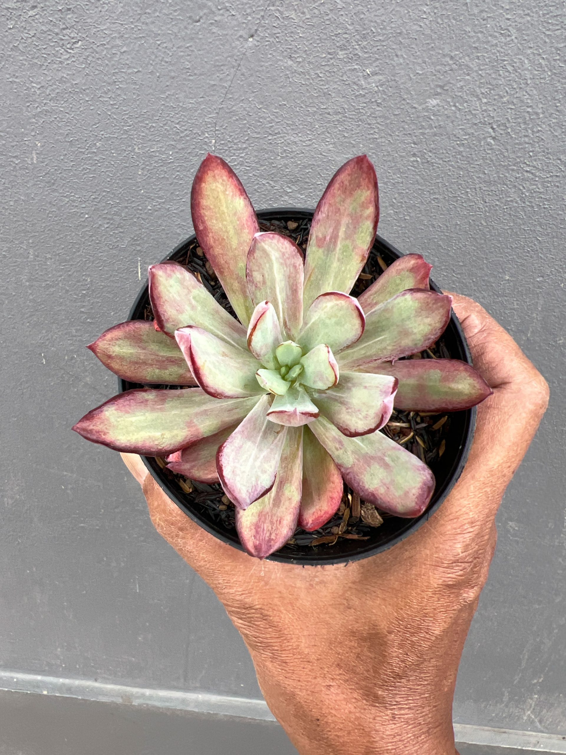 1414. Echeveria Party Dress Mutation - Image 2