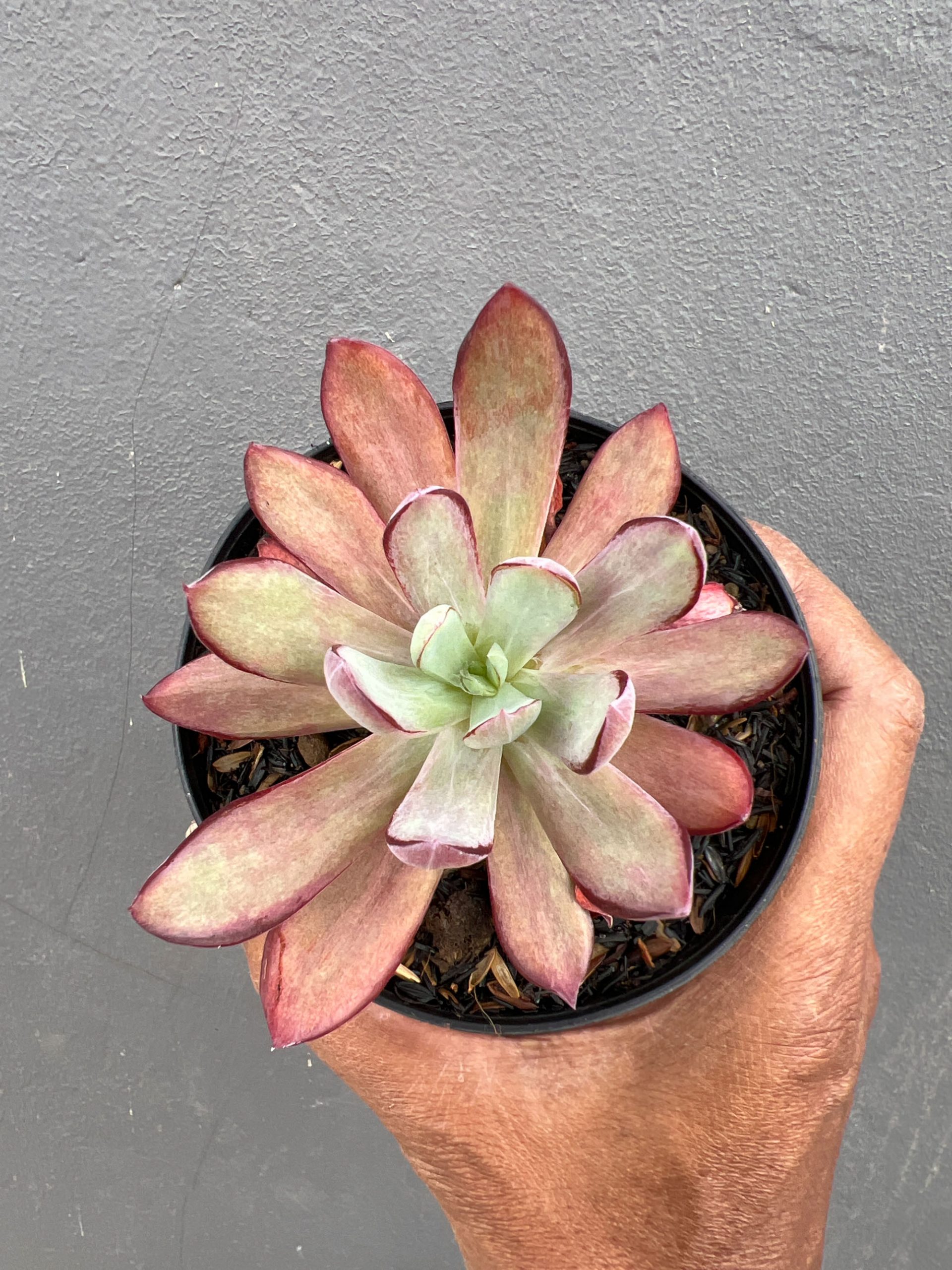 1414. Echeveria Party Dress Mutation - Image 3