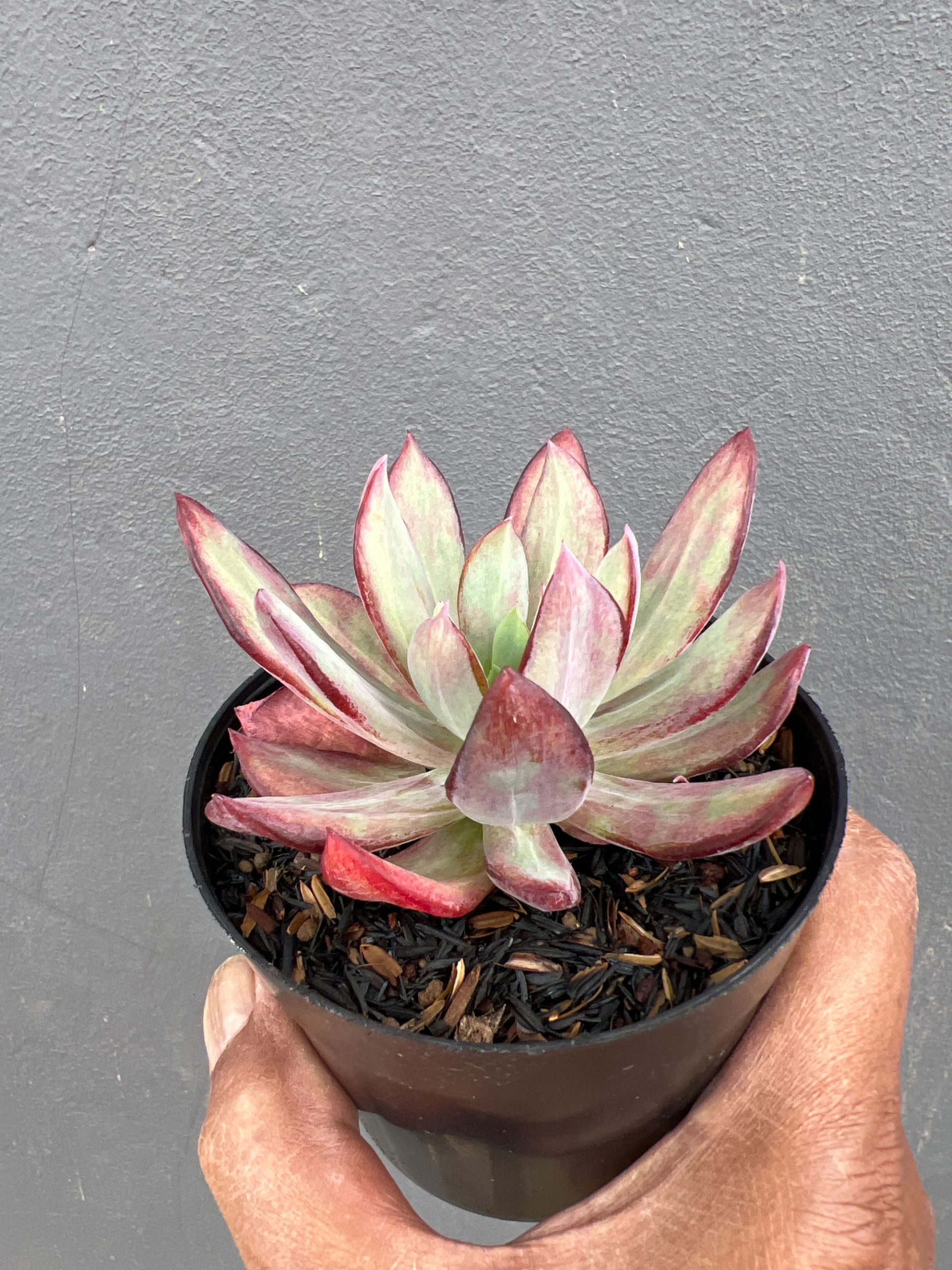 1414. Echeveria Party Dress Mutation - Image 4