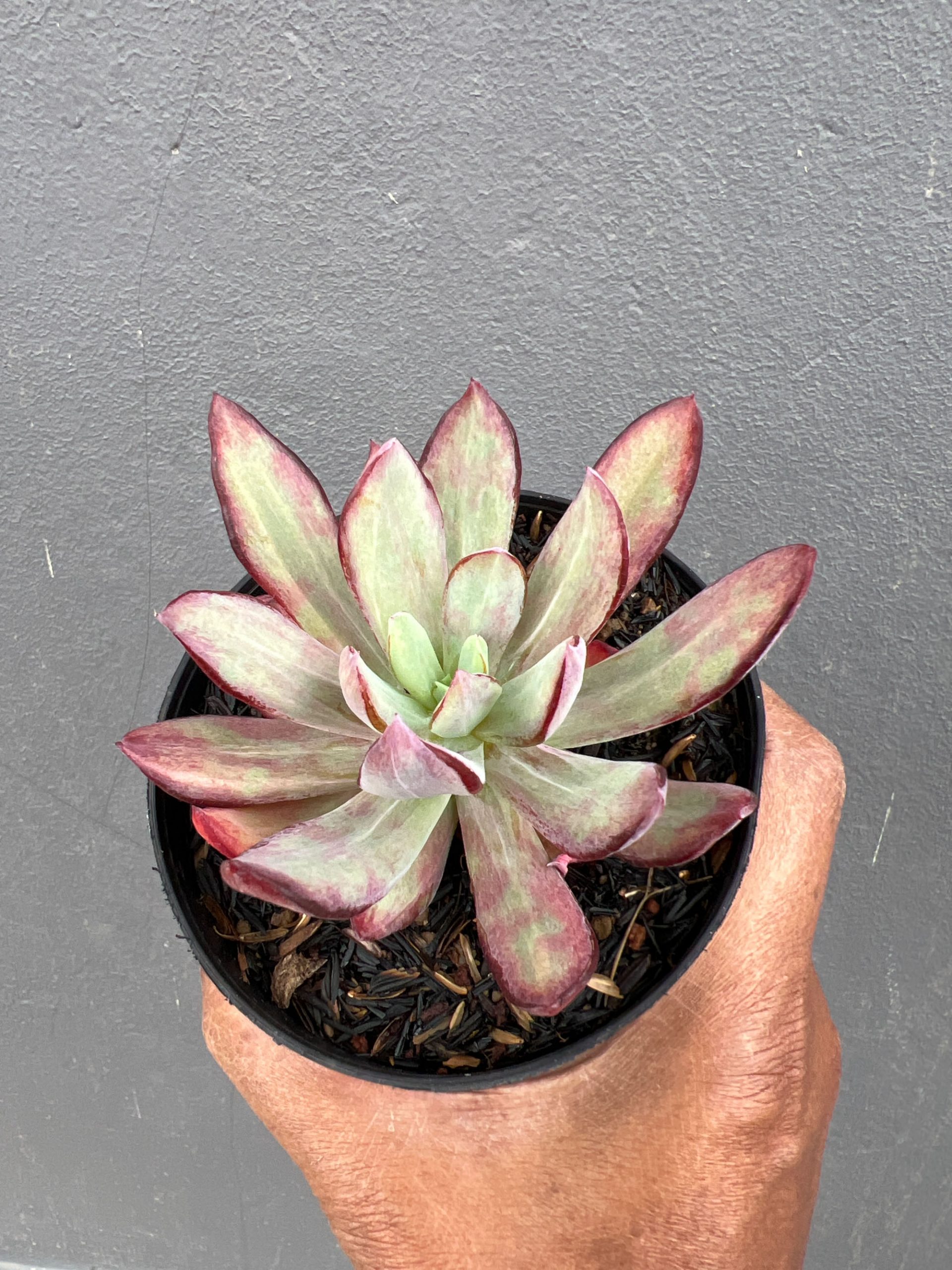 1414. Echeveria Party Dress Mutation - Image 5