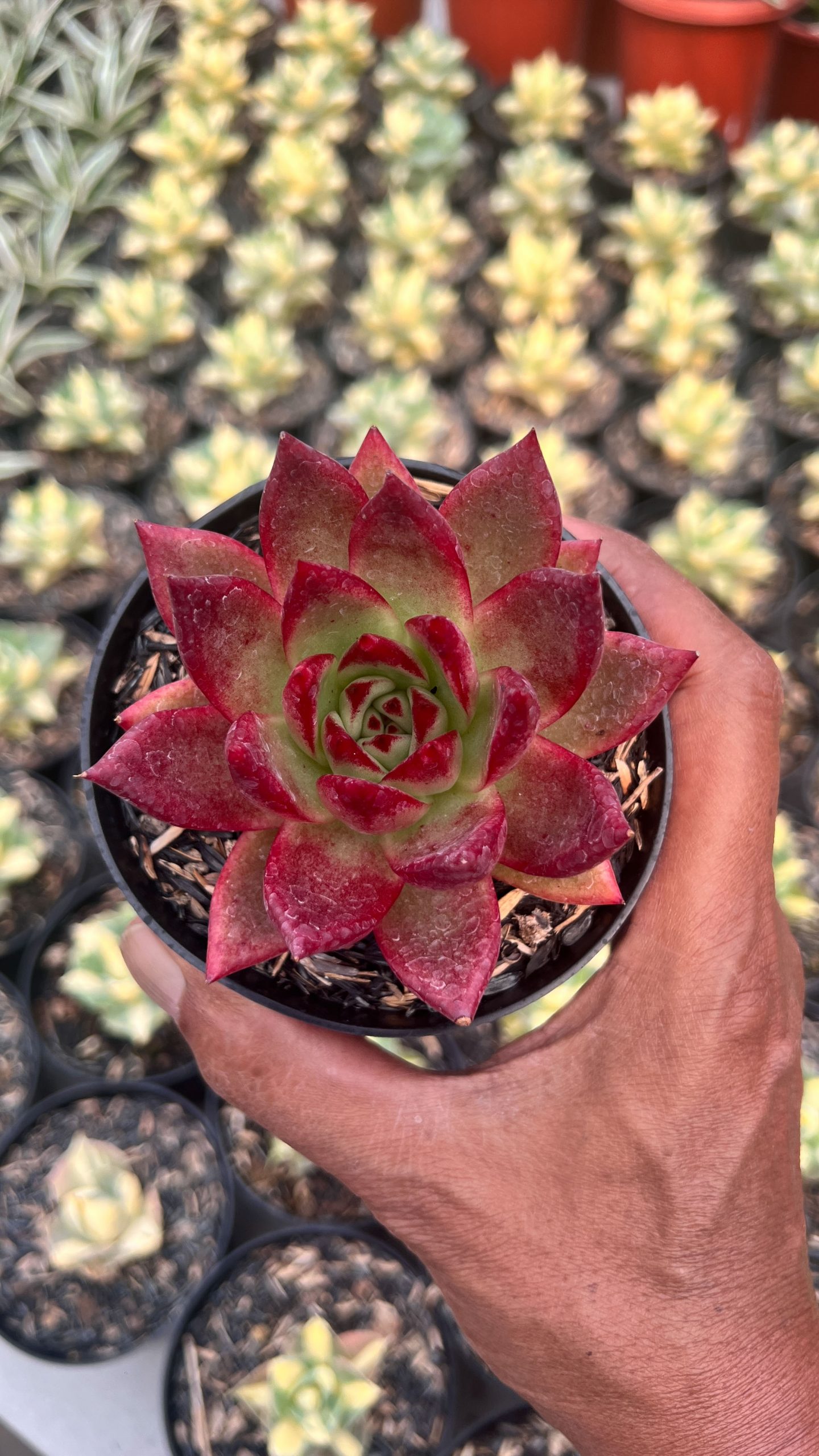 1415. Echeveria Romeo Rubin - Image 2