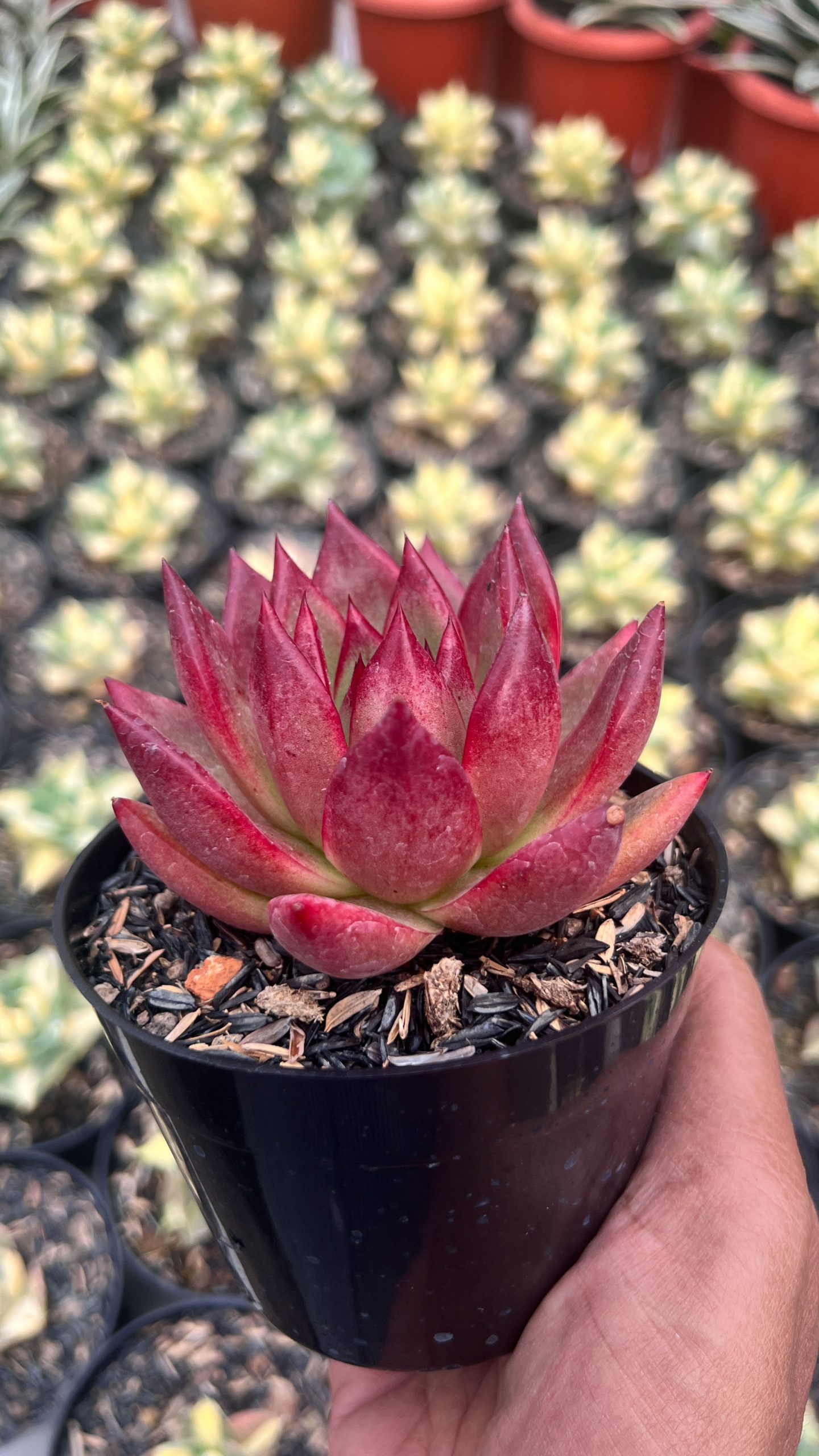 1415. Echeveria Romeo Rubin - Image 3