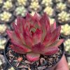 1415. Echeveria Romeo Rubin