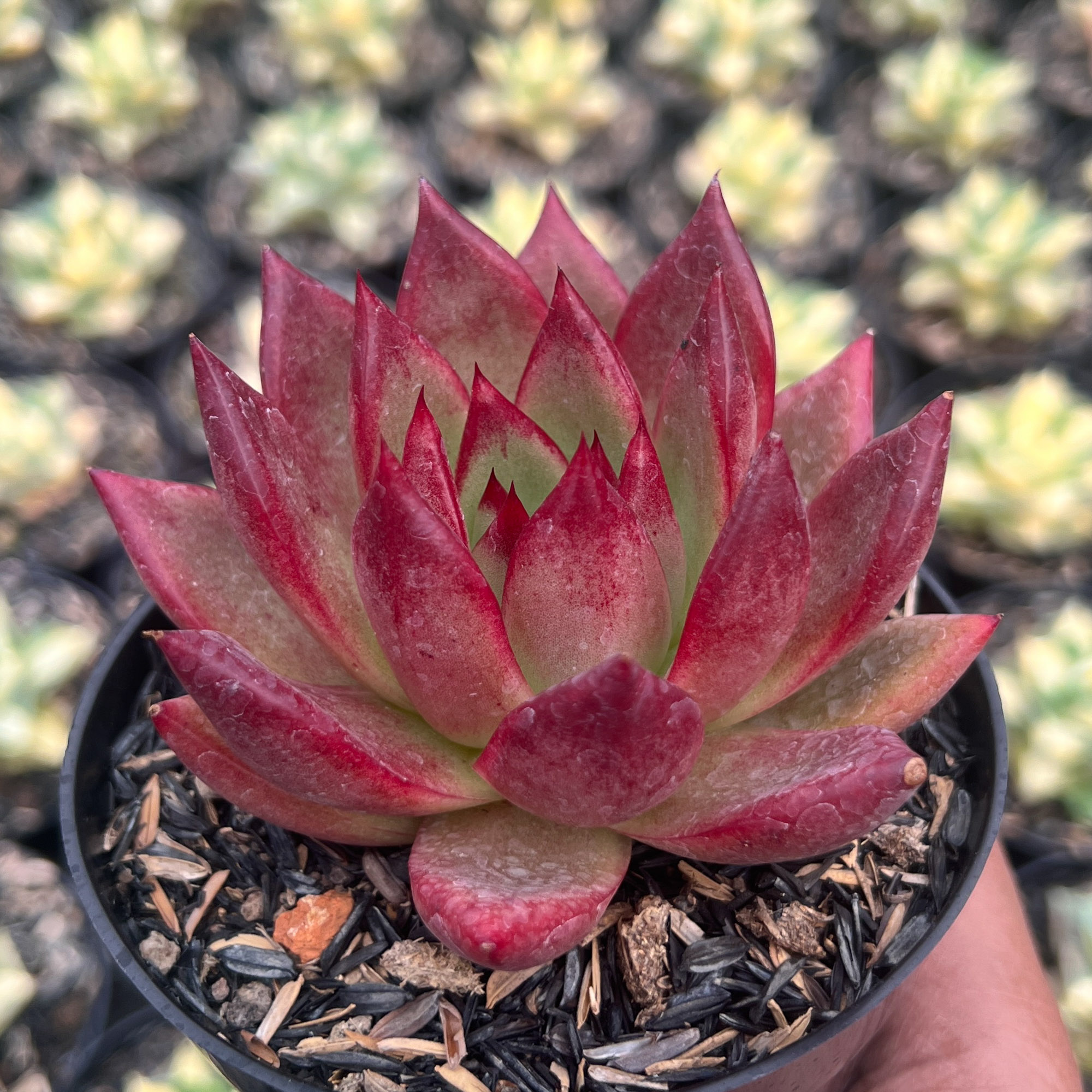 1415. Echeveria Romeo Rubin