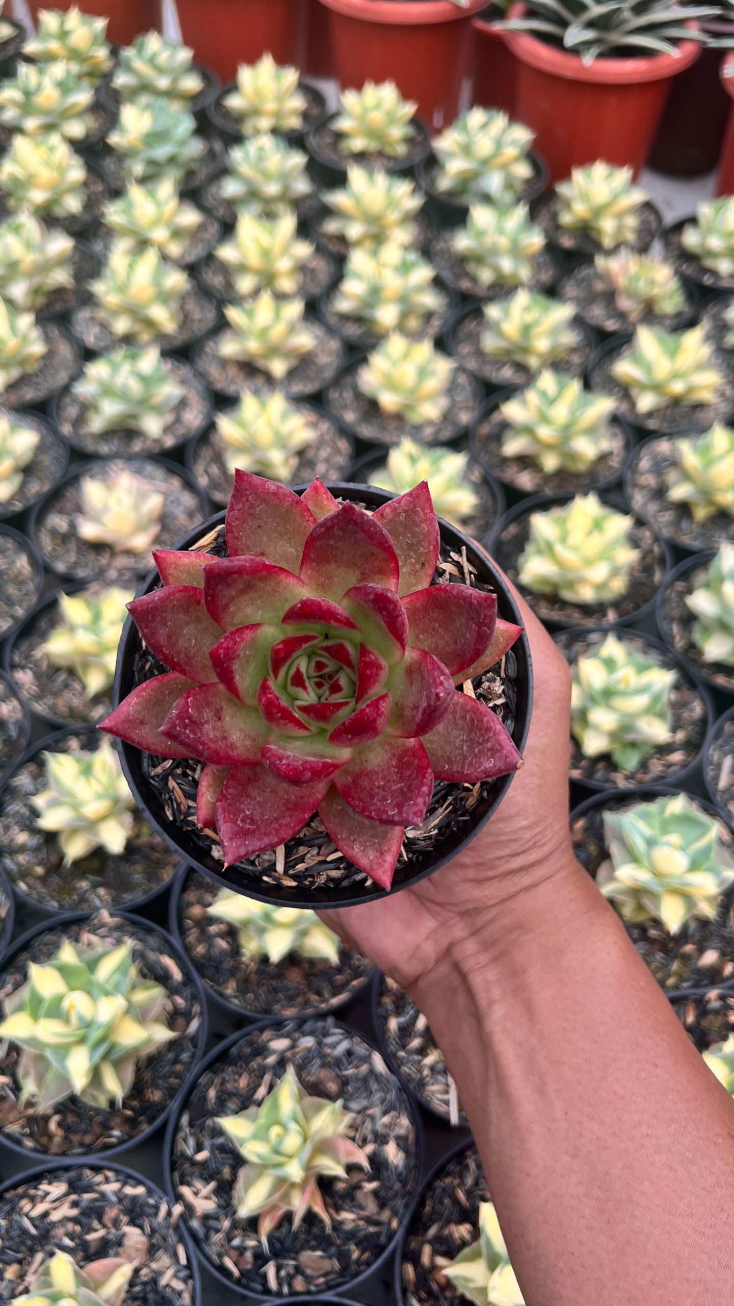 1415. Echeveria Romeo Rubin - Image 4