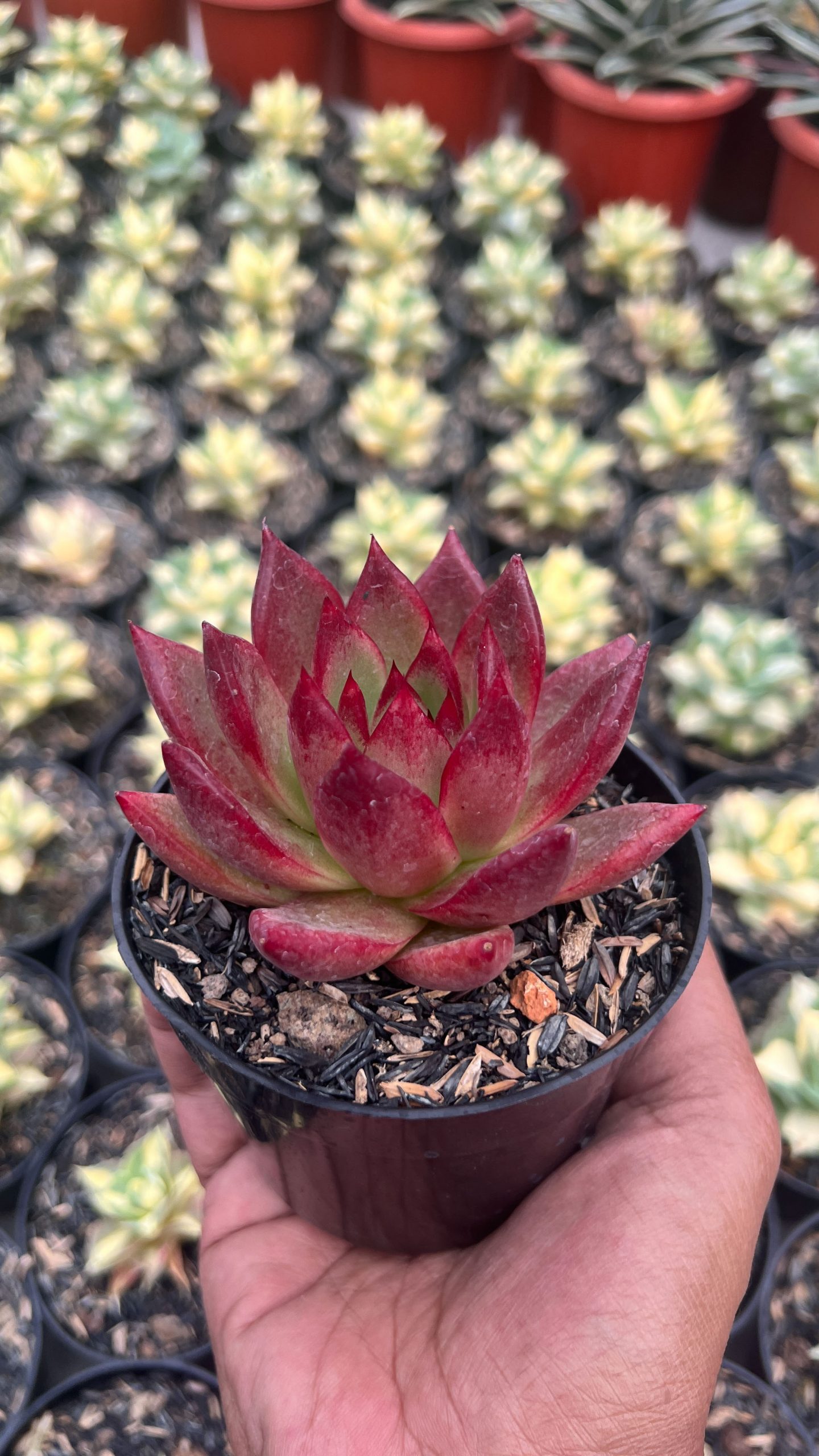 1415. Echeveria Romeo Rubin - Image 5