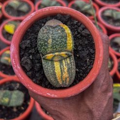 Alternative view of 1416. Gasteria Kyoriu