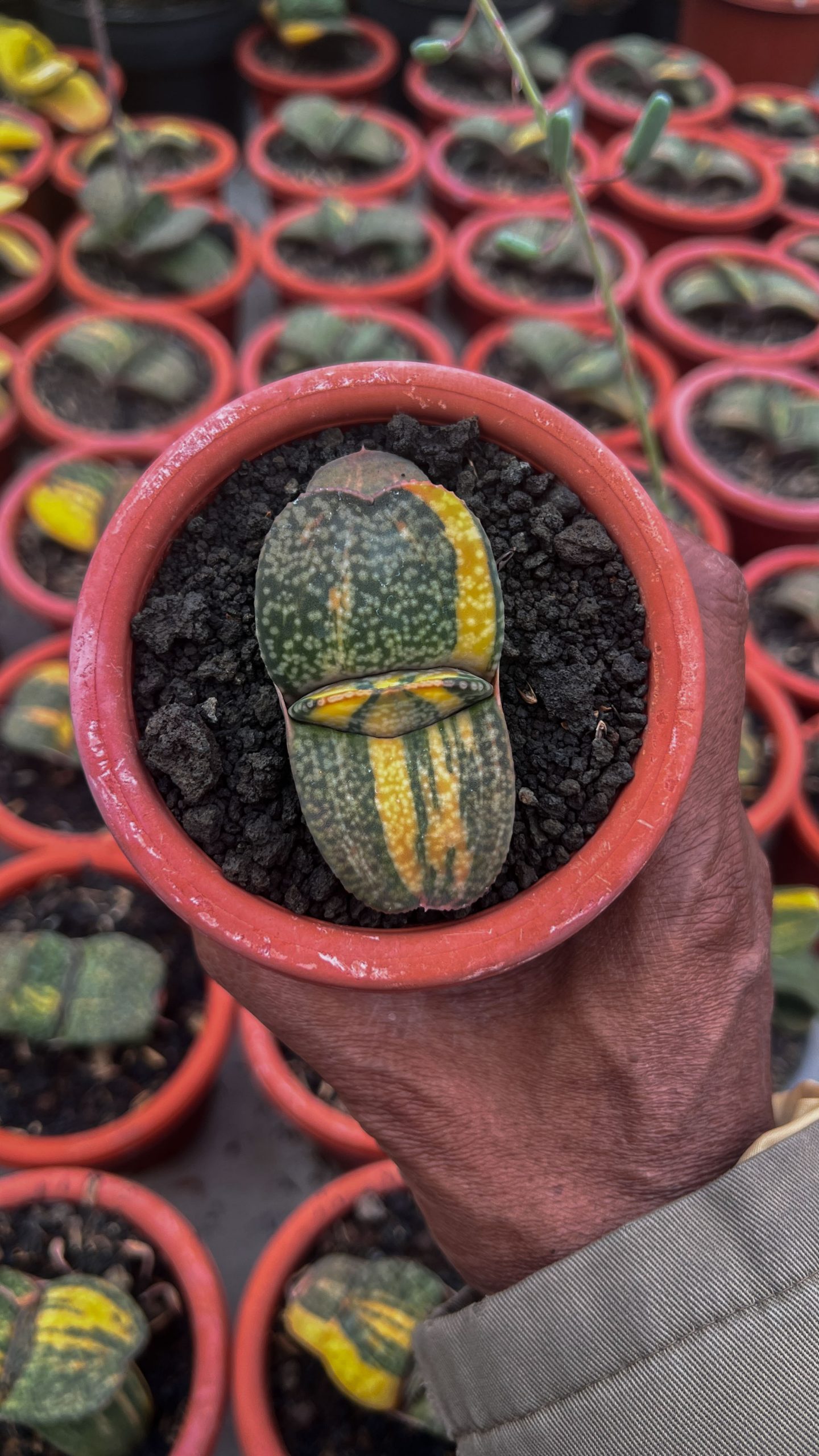 1416. Gasteria Kyoriu - Image 2
