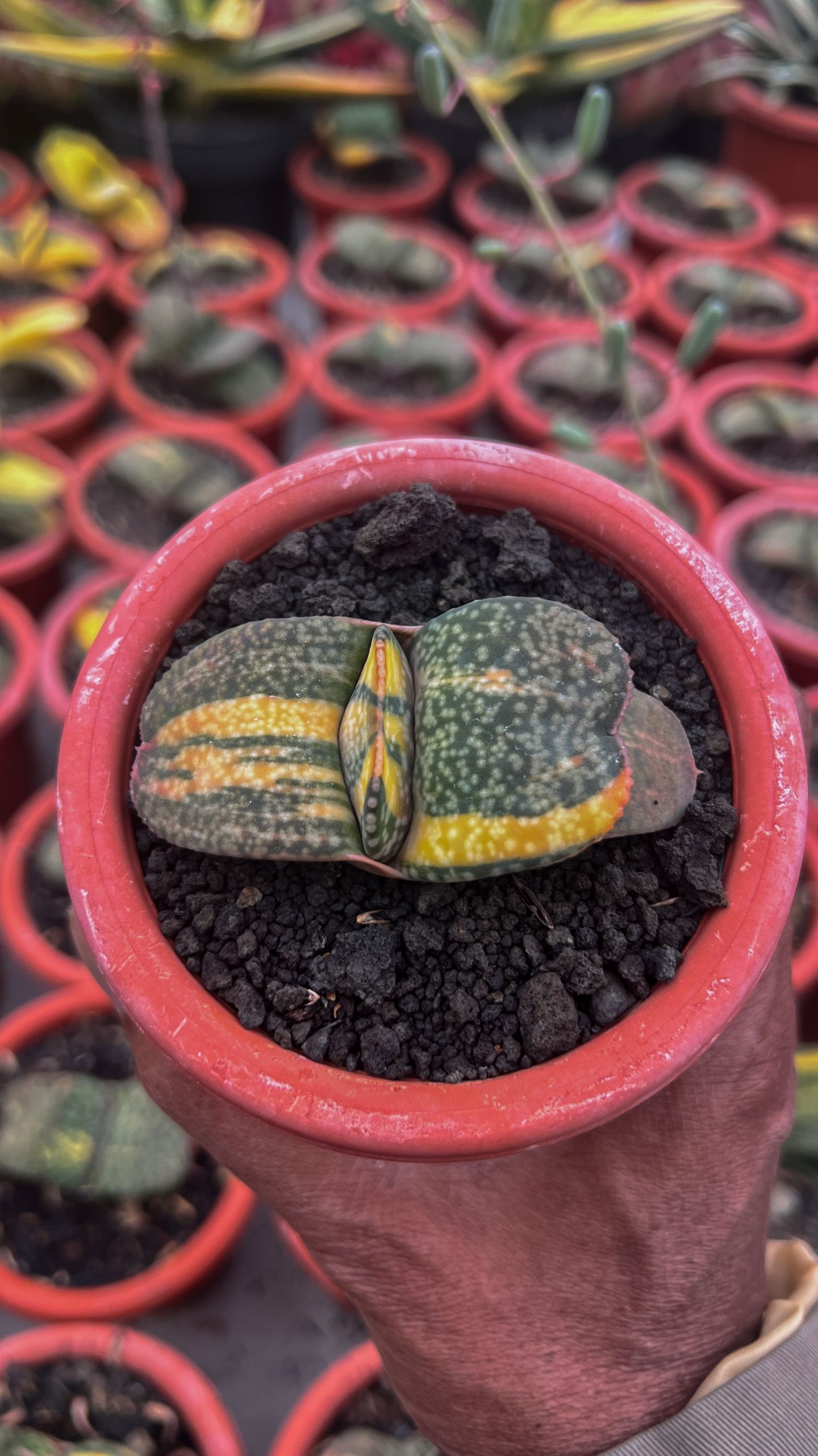 1416. Gasteria Kyoriu - Image 3