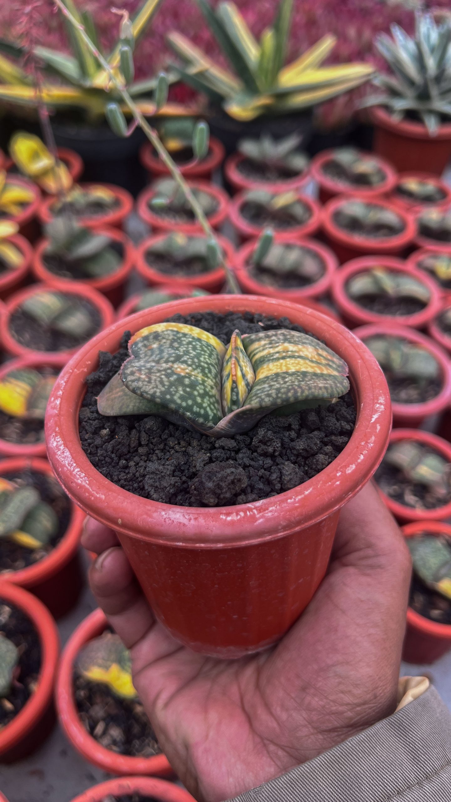 1416. Gasteria Kyoriu - Image 4
