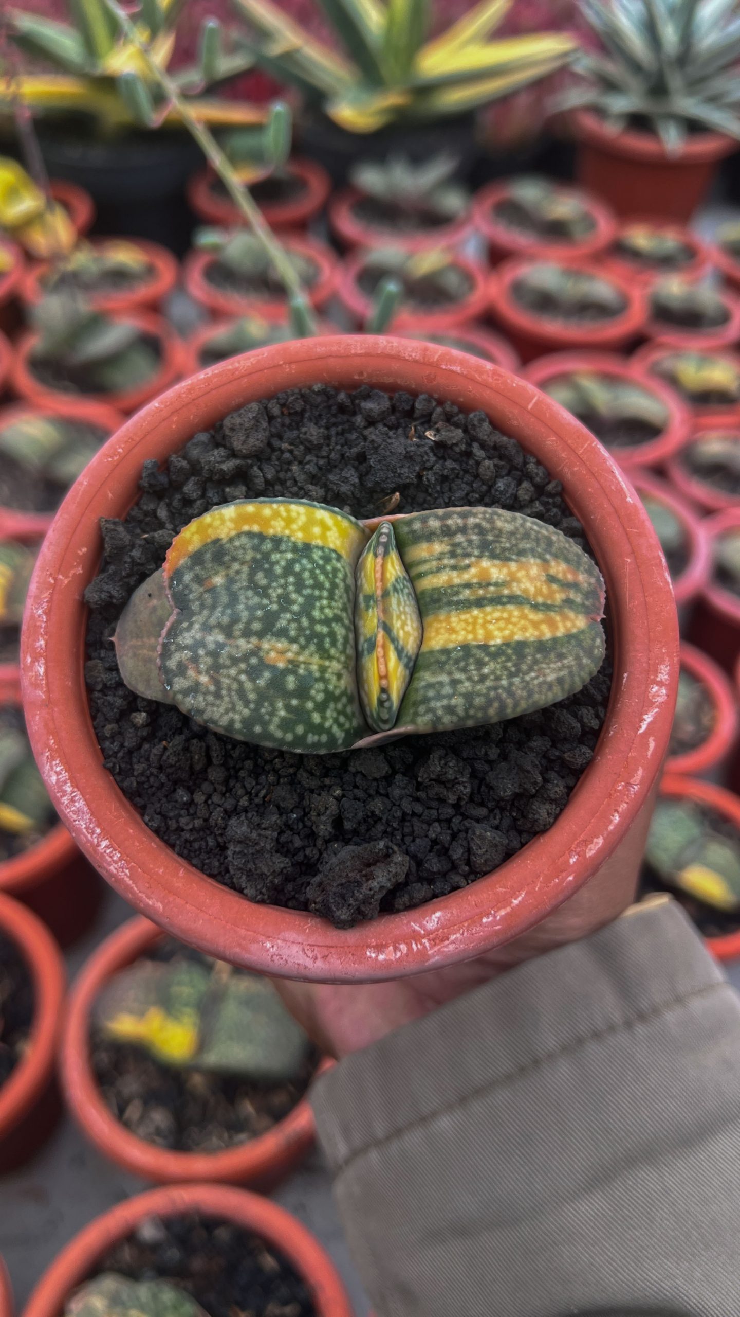 1416. Gasteria Kyoriu - Image 5