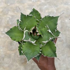 Alternative view of 1417. Agave Solar Green