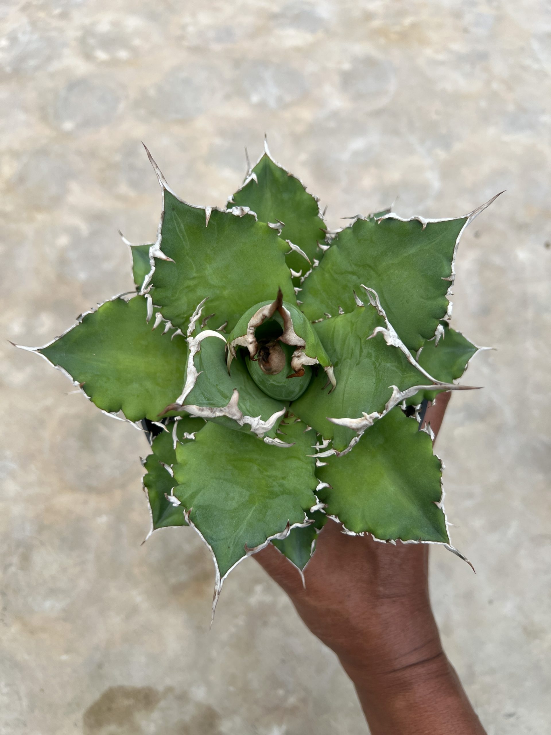 1417. Agave Solar Green - Image 2