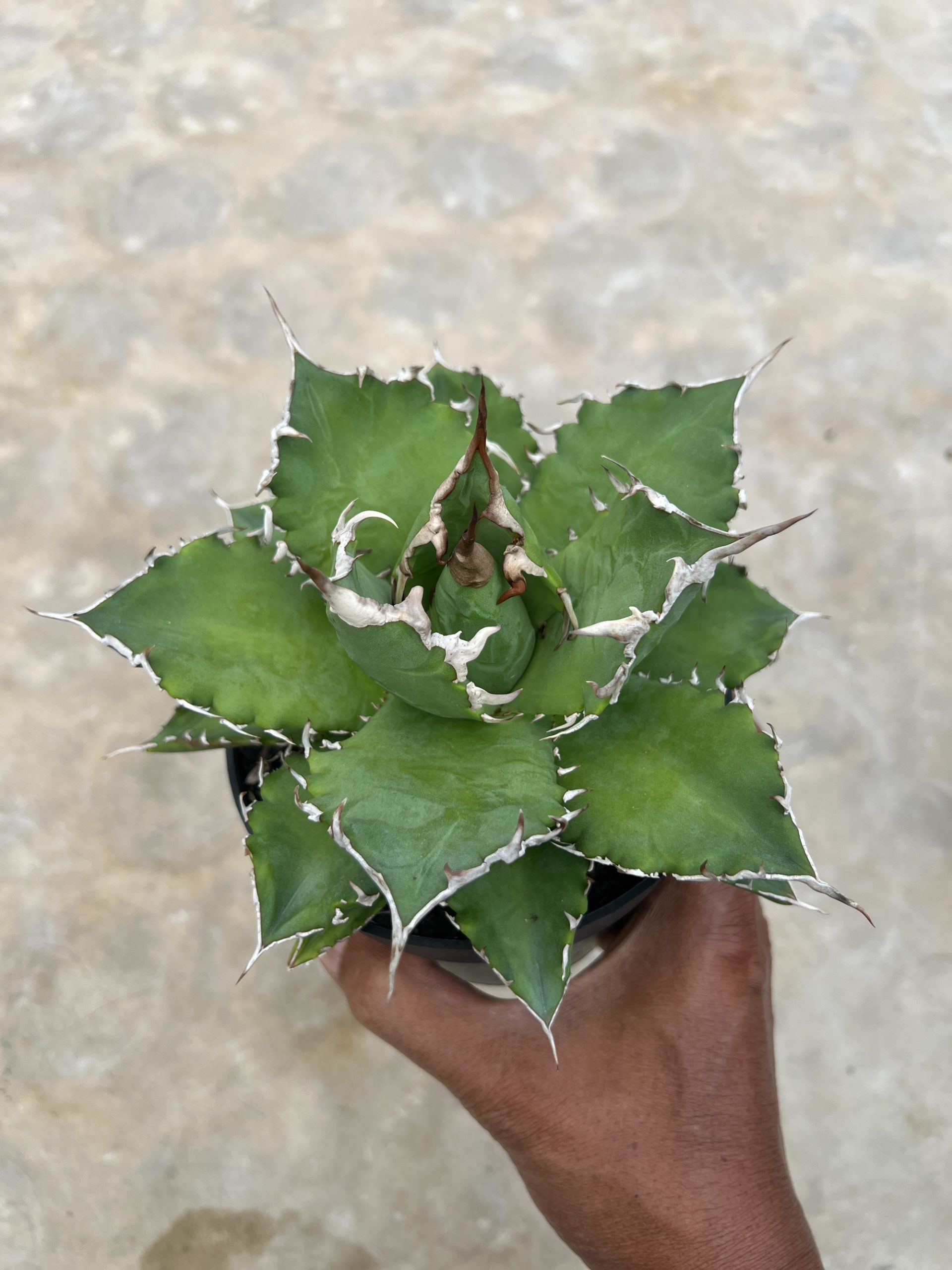 1417. Agave Solar Green - Image 3