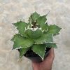 1417. Agave Solar Green
