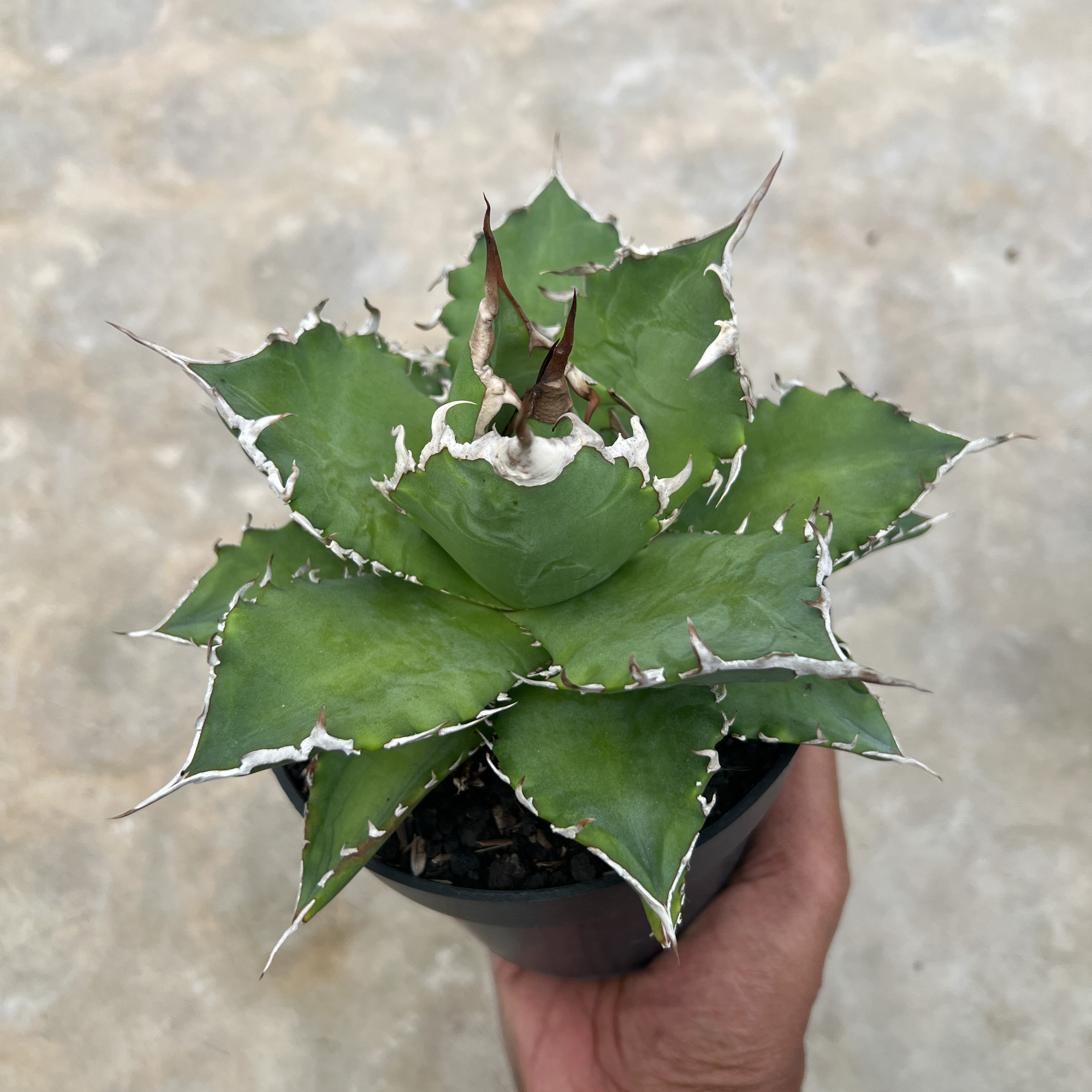1417. Agave Solar Green