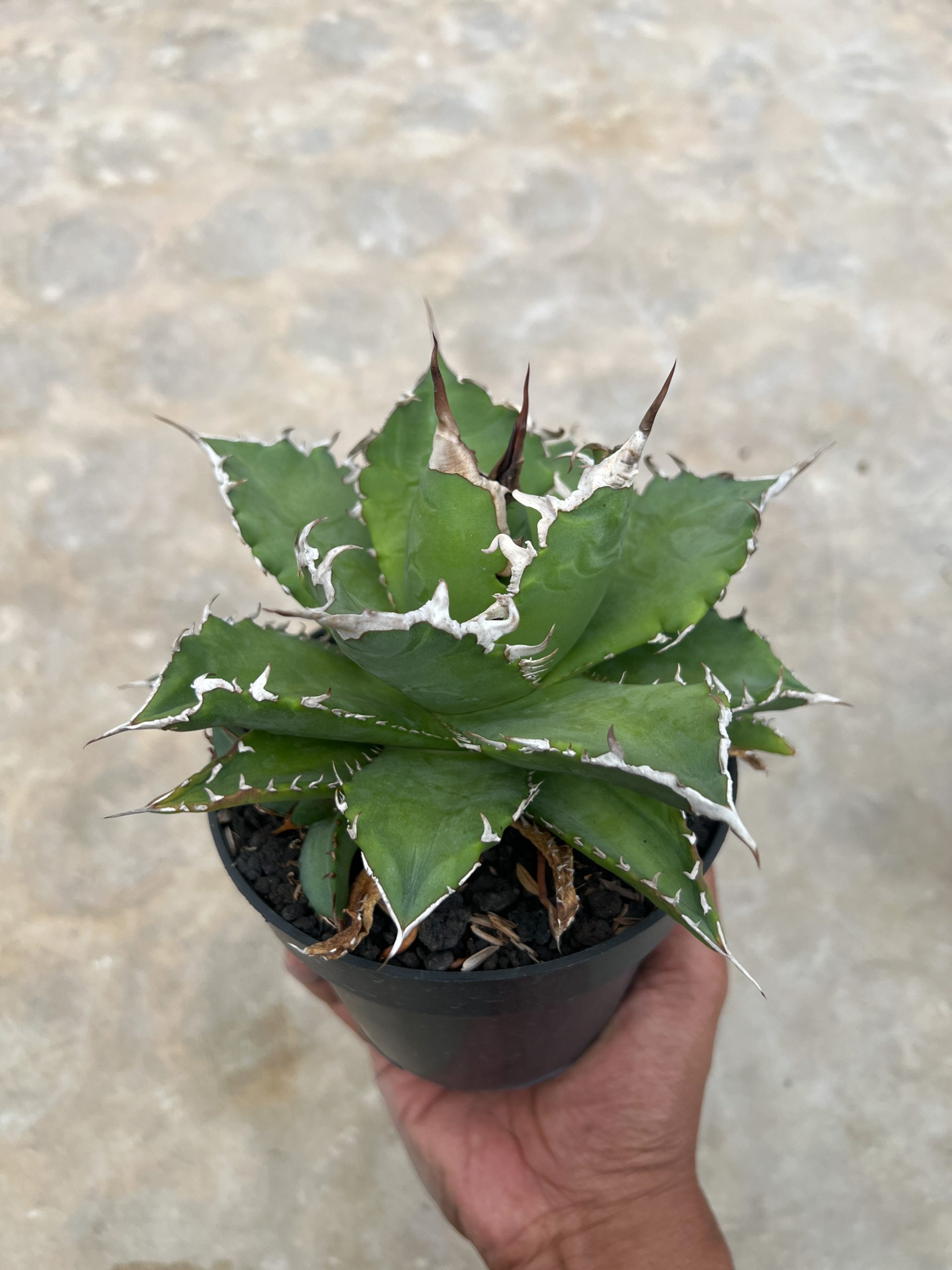 1417. Agave Solar Green - Image 4