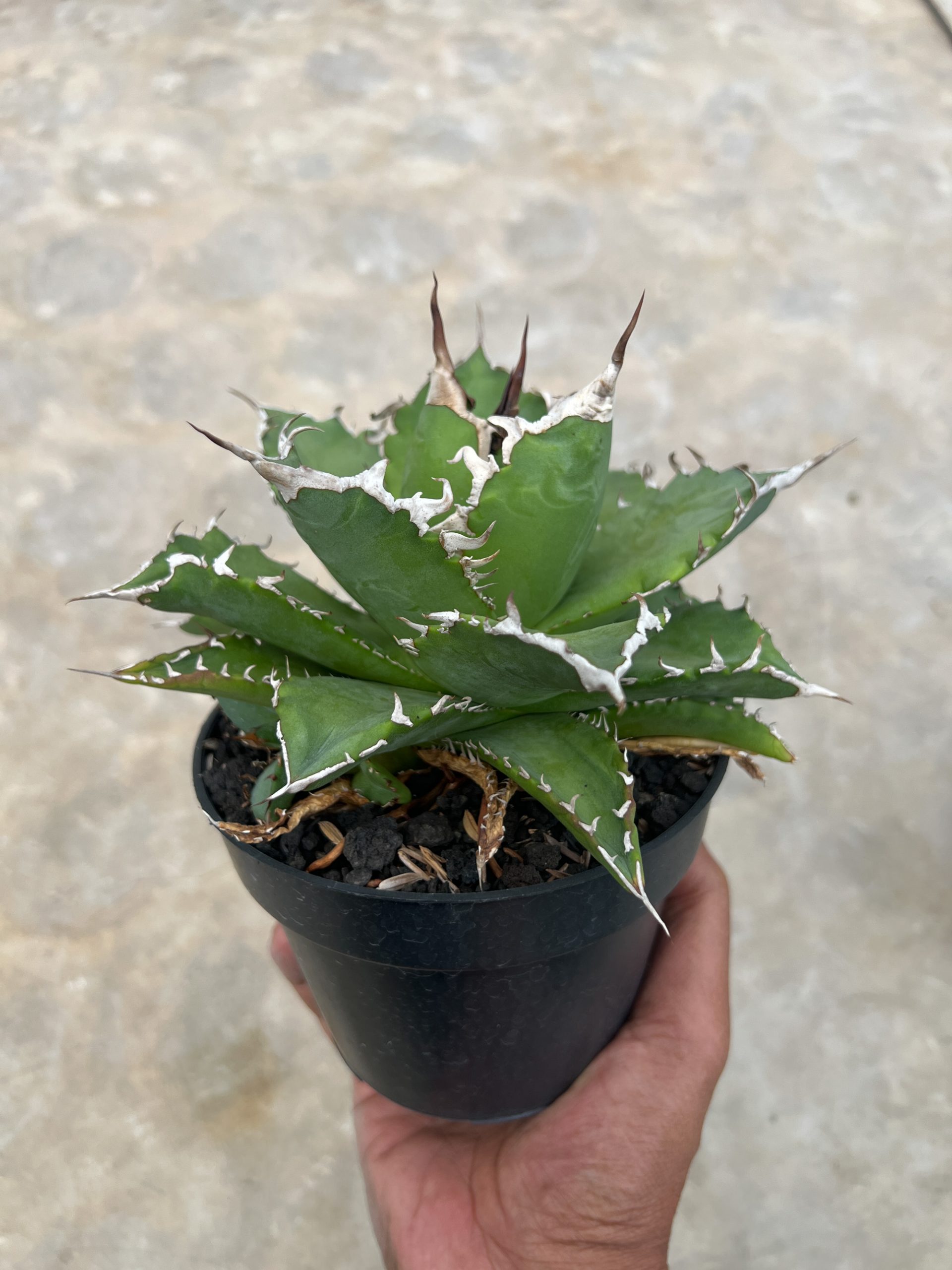1417. Agave Solar Green - Image 5