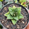 1419. Agave Super Wide