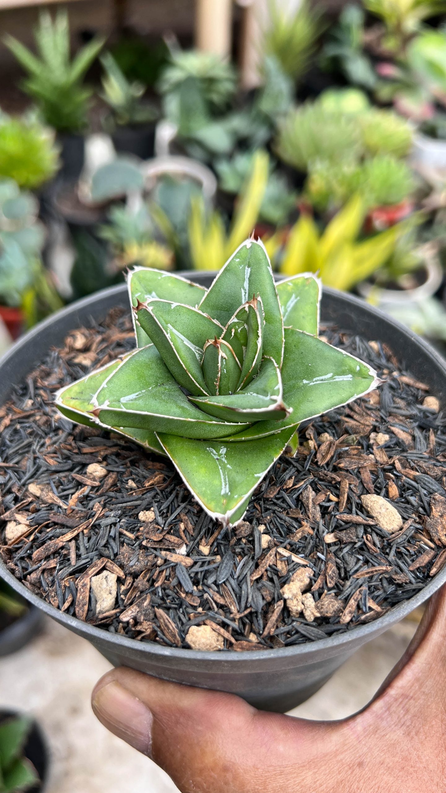 1419. Agave Super Wide - Image 2
