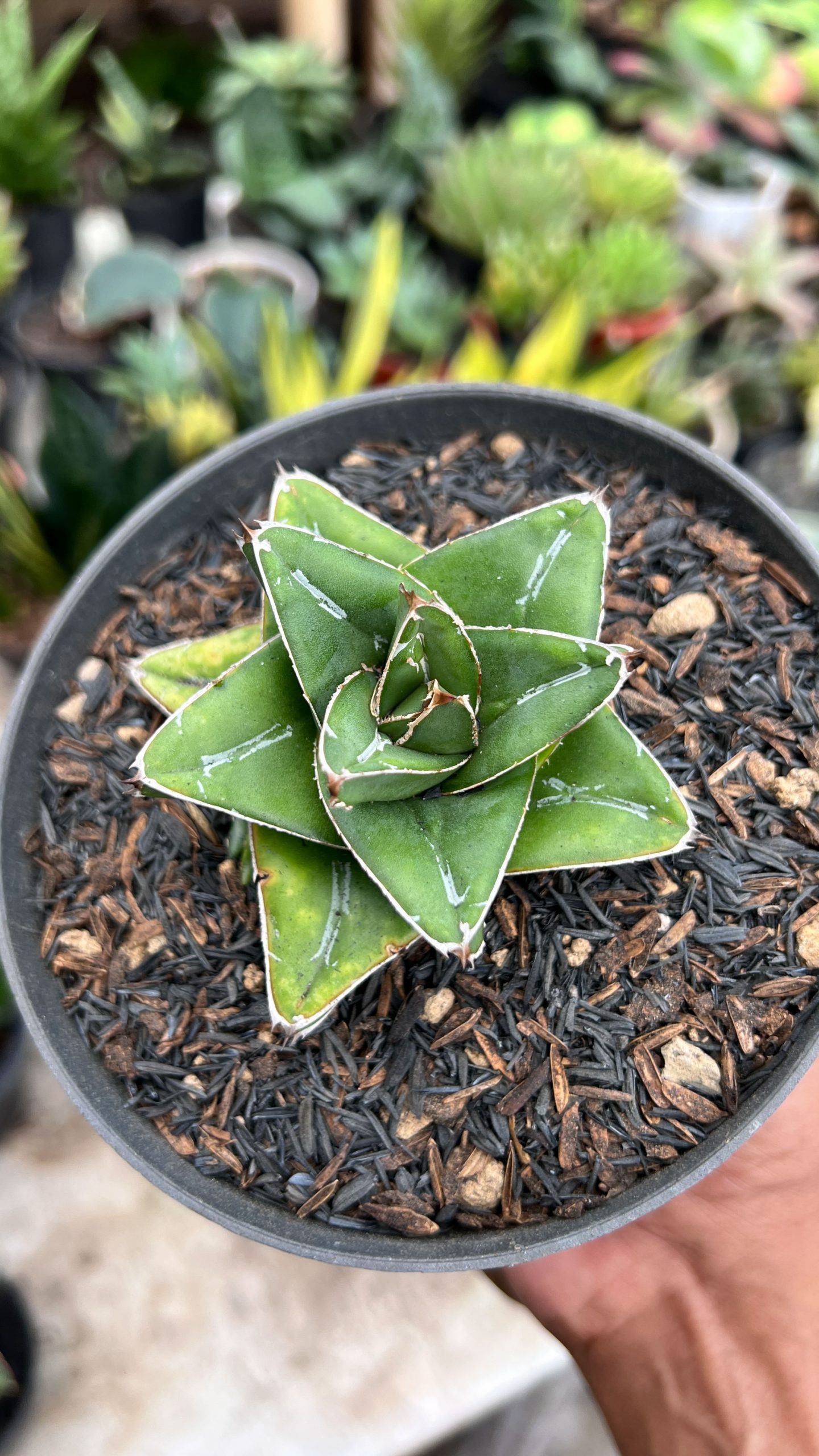 1419. Agave Super Wide - Image 3