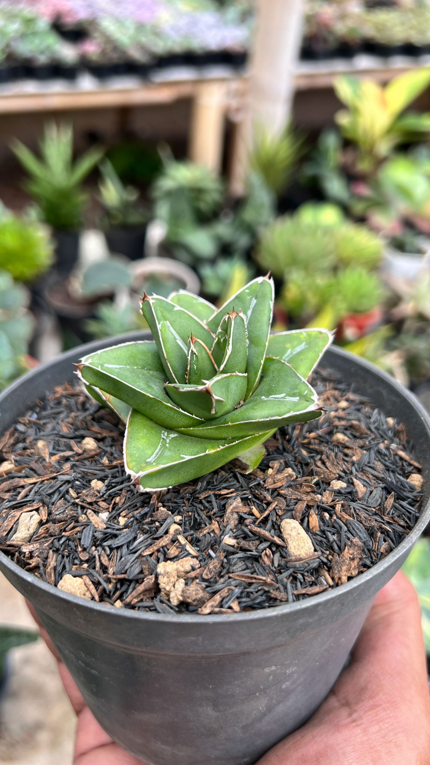 1419. Agave Super Wide - Image 4
