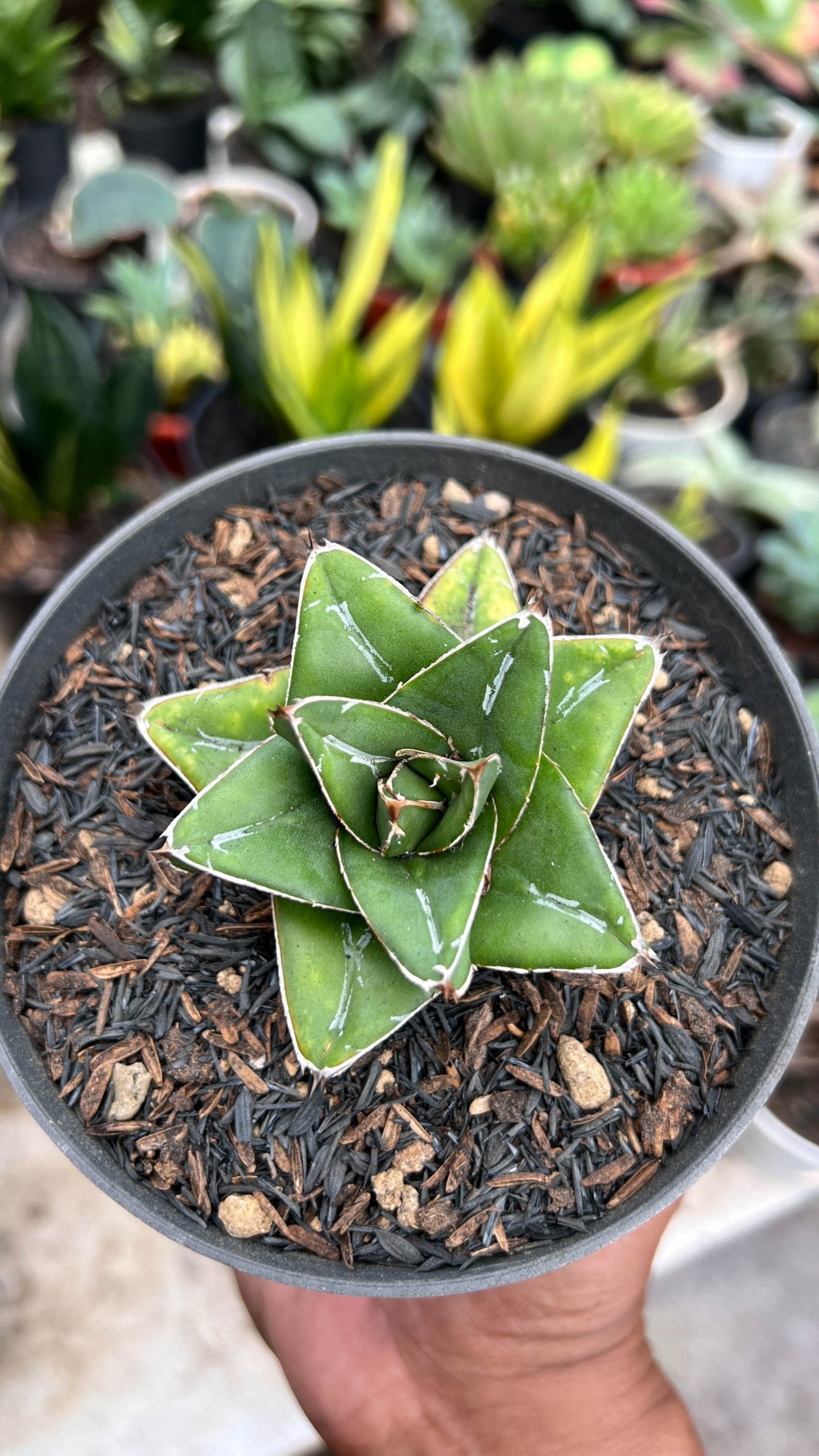 1419. Agave Super Wide - Image 5
