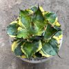 1420. Agave Blue Diamond