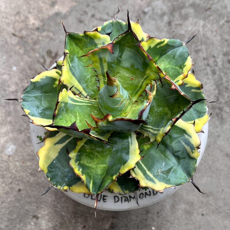 1420. Agave Blue Diamond