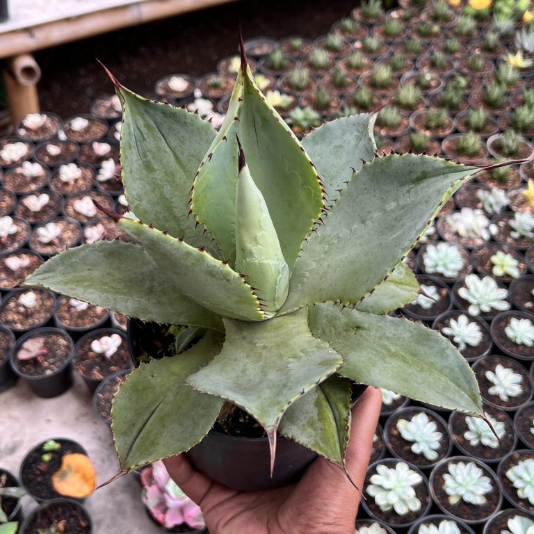 1421. Agave Dragon Toes