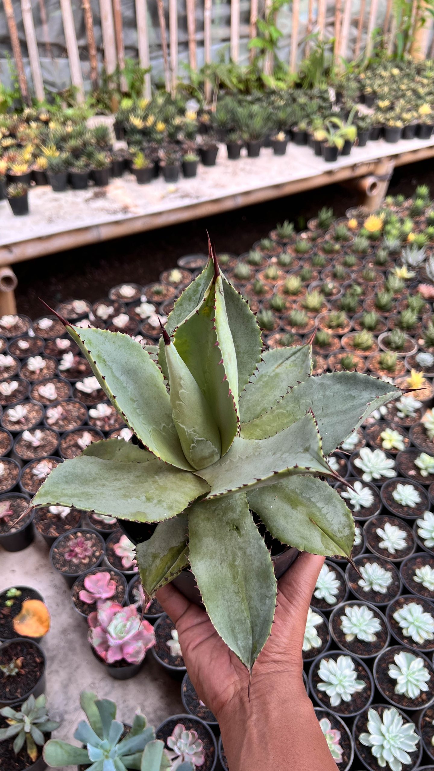 1421. Agave Dragon Toes - Image 2