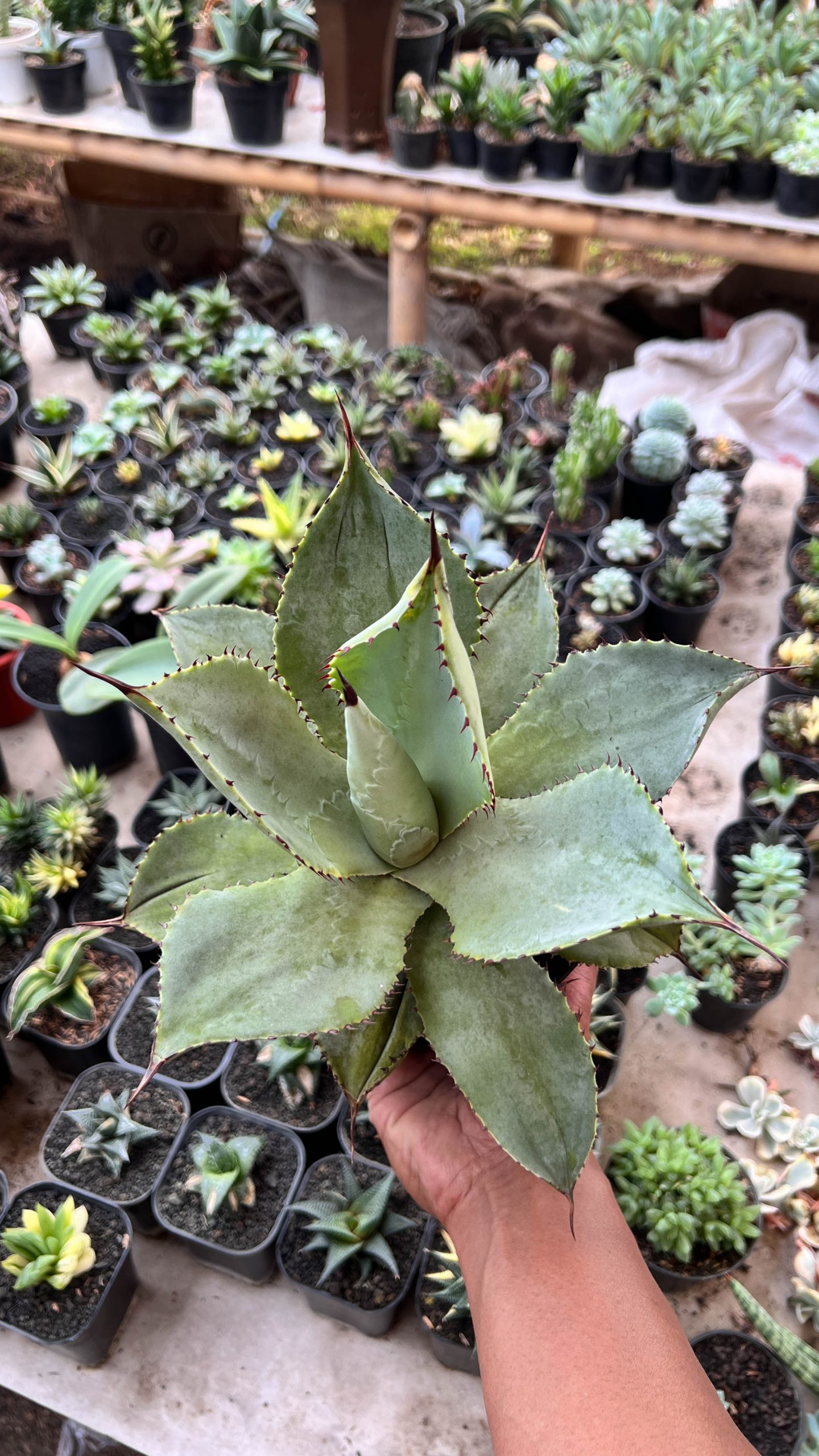 1421. Agave Dragon Toes - Image 3