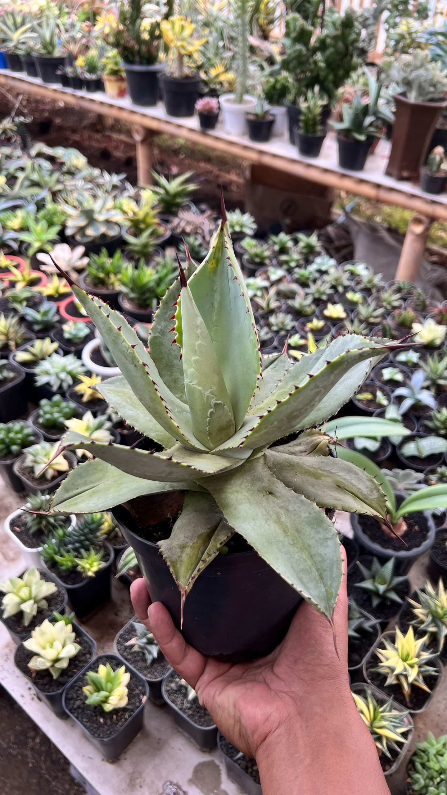 1421. Agave Dragon Toes - Image 4
