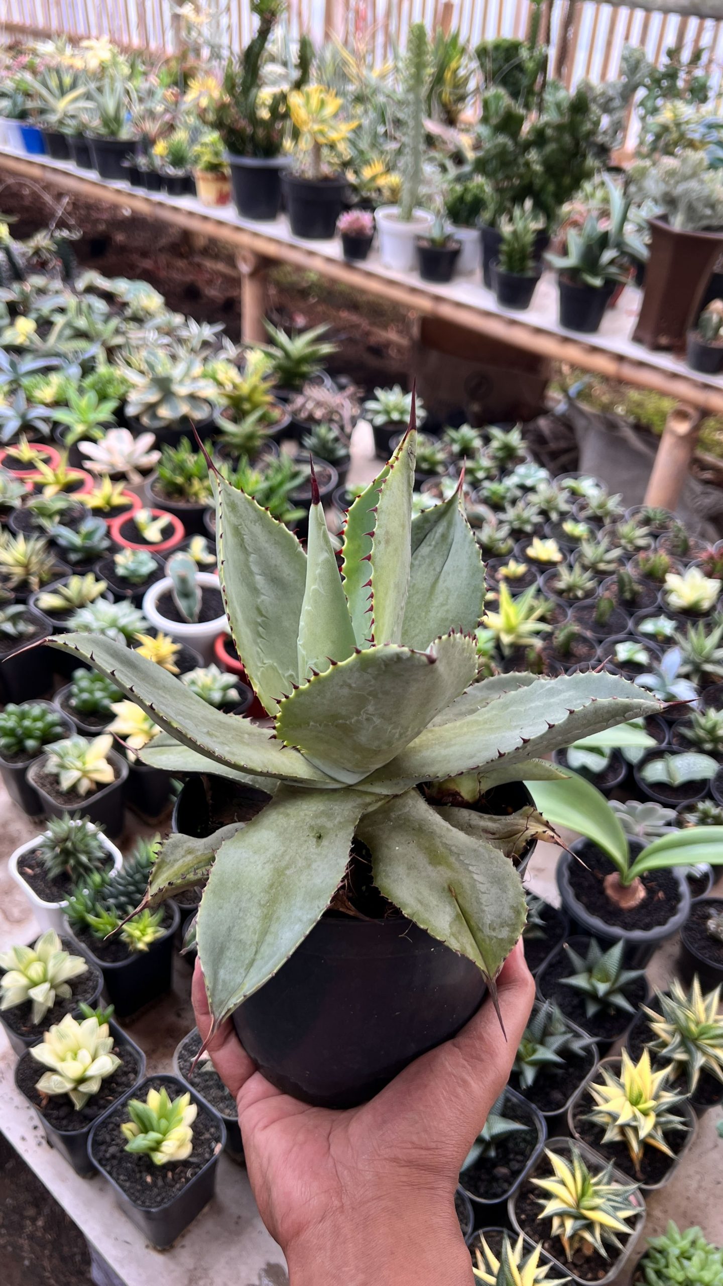 1421. Agave Dragon Toes - Image 5