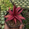 1422. Cryptanthus Red Ruby