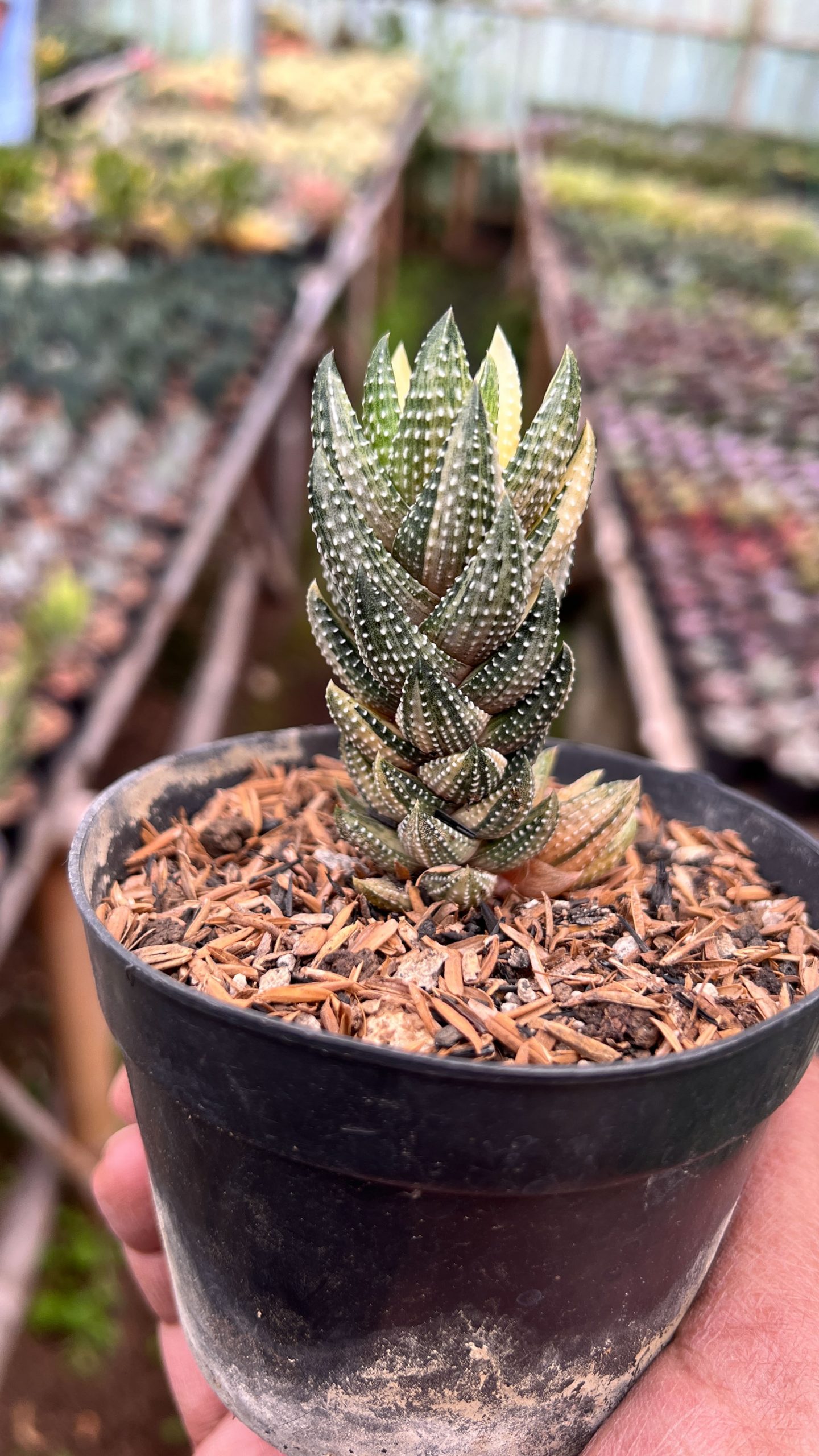 1423. Haworthiopsis Coarctata Variegated - Image 3